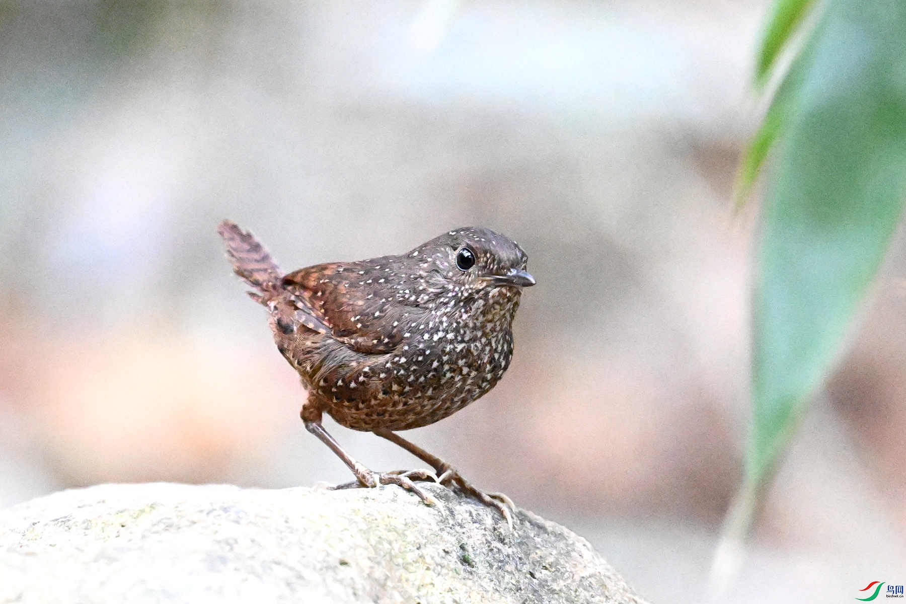 DSC_9505.JPG