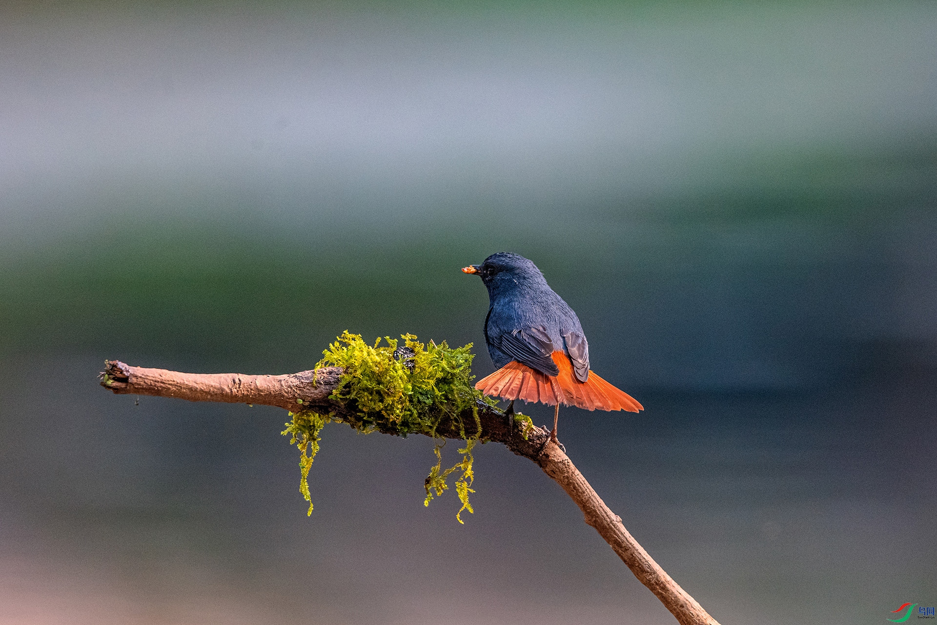 _AUU9704��βˮ�(25.3.28).jpg