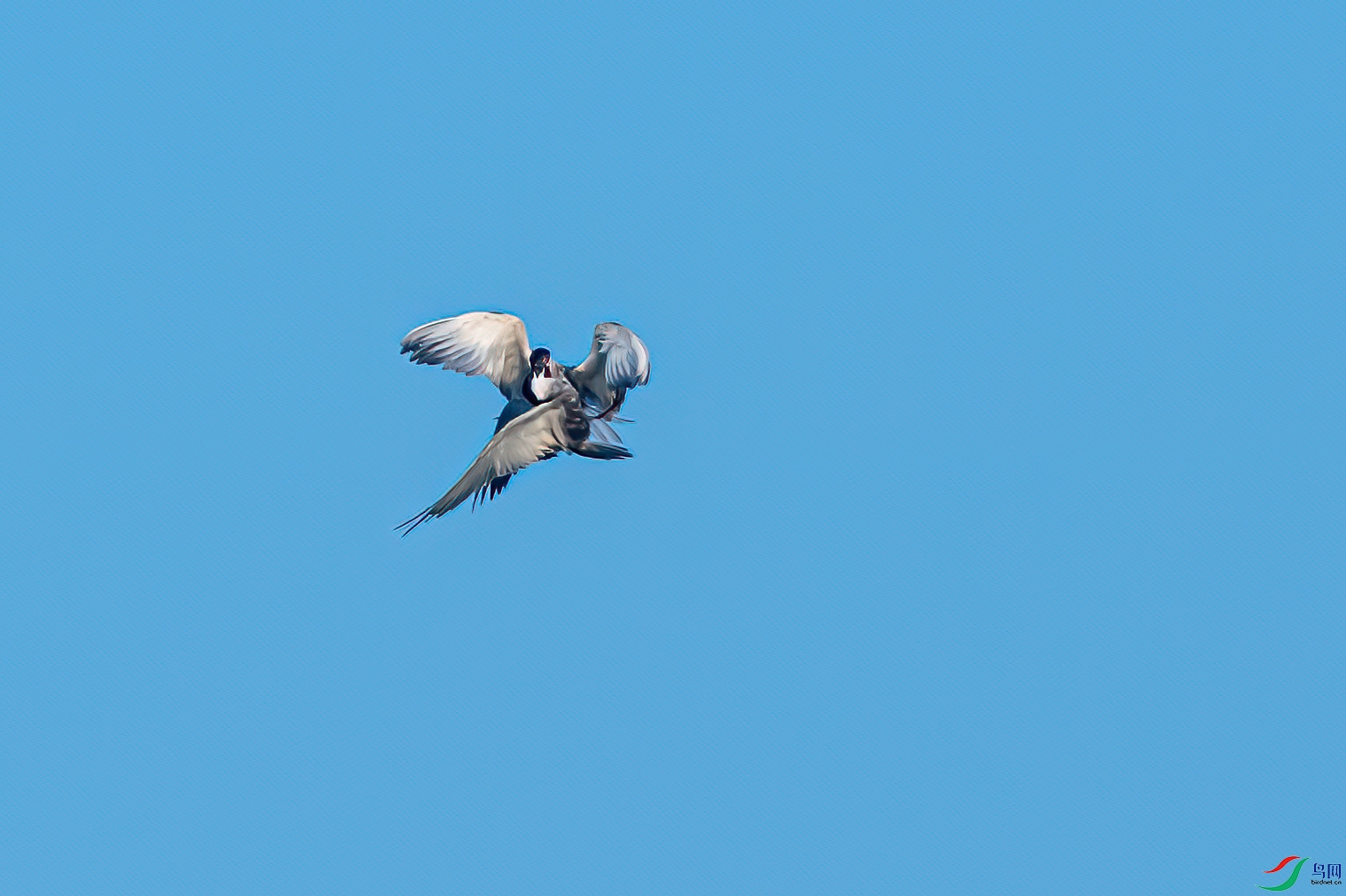 DSC_2970-11.jpg