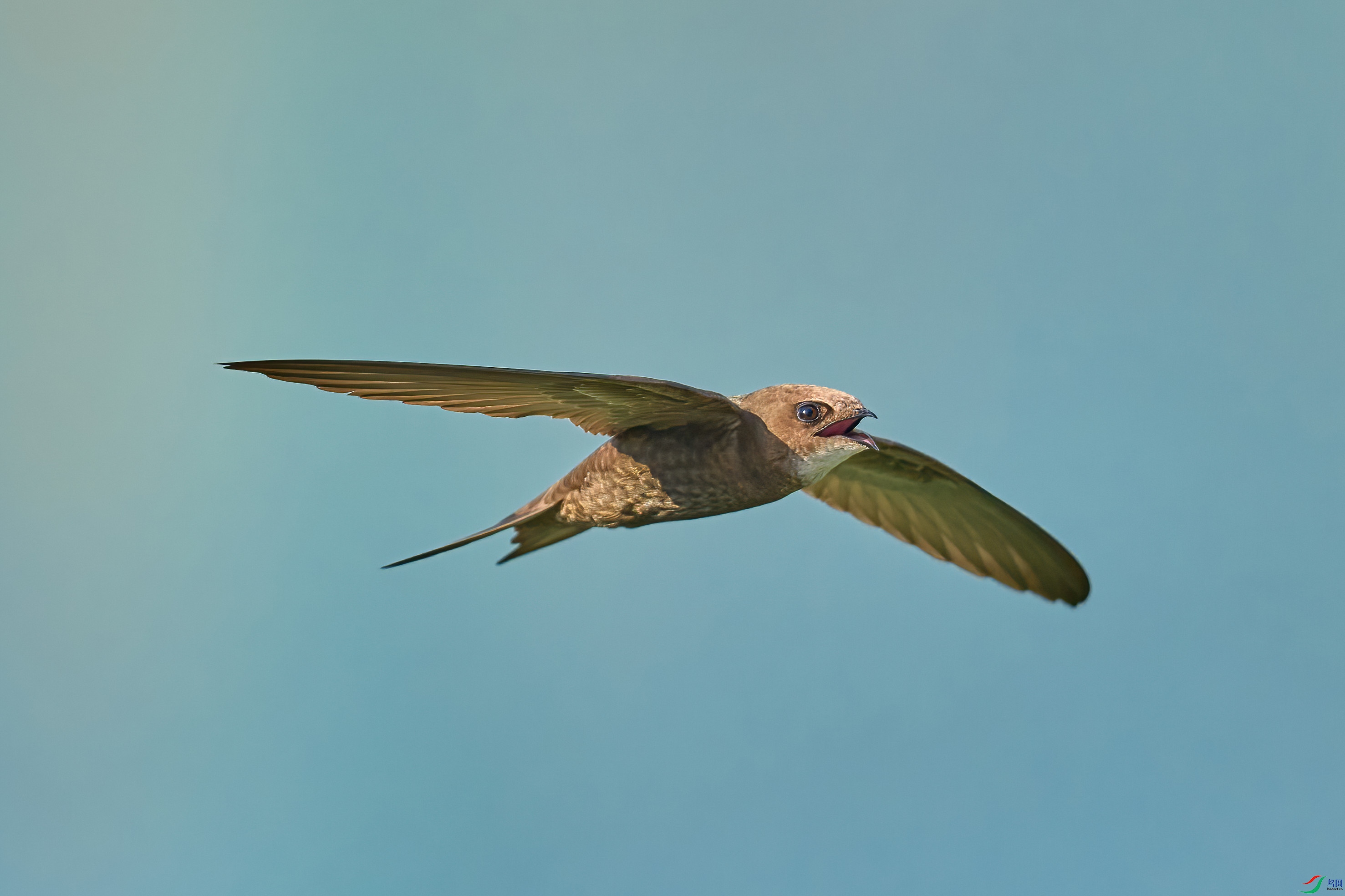 A1202337-DeNoiseAI-standard.jpg