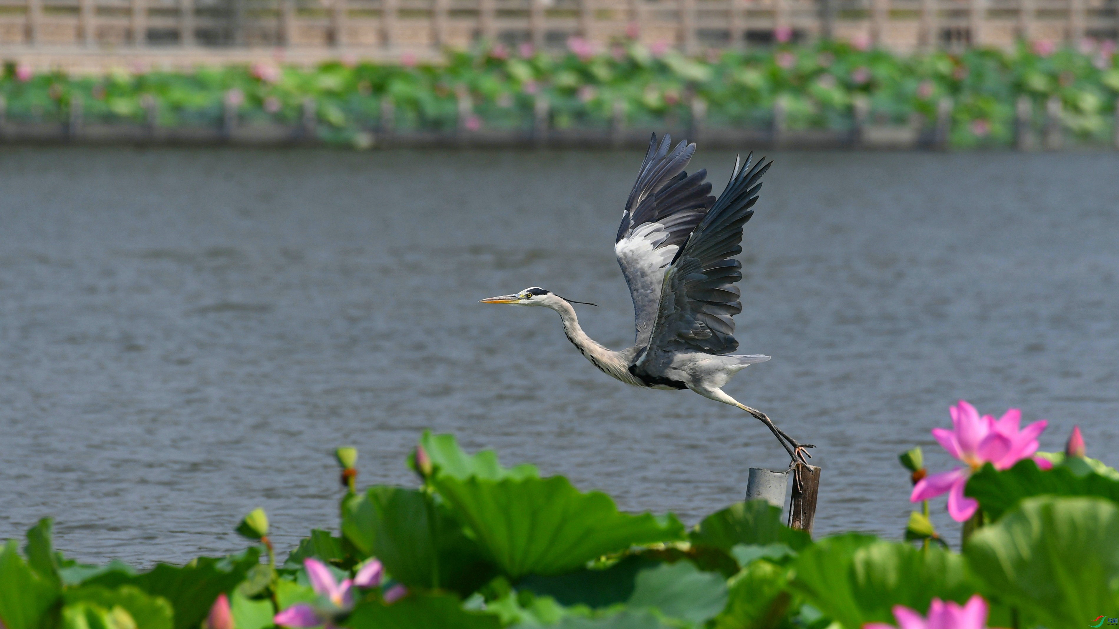 DSC_0245.JPG