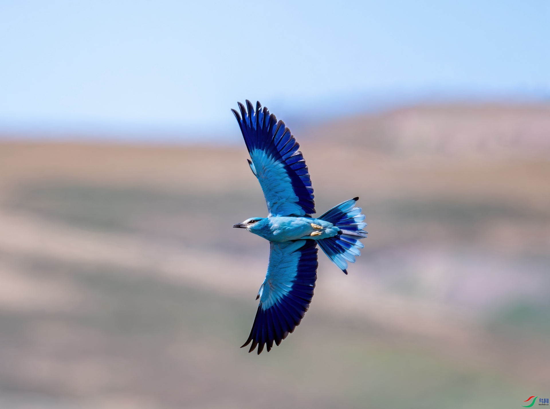 DSC_8015.jpg