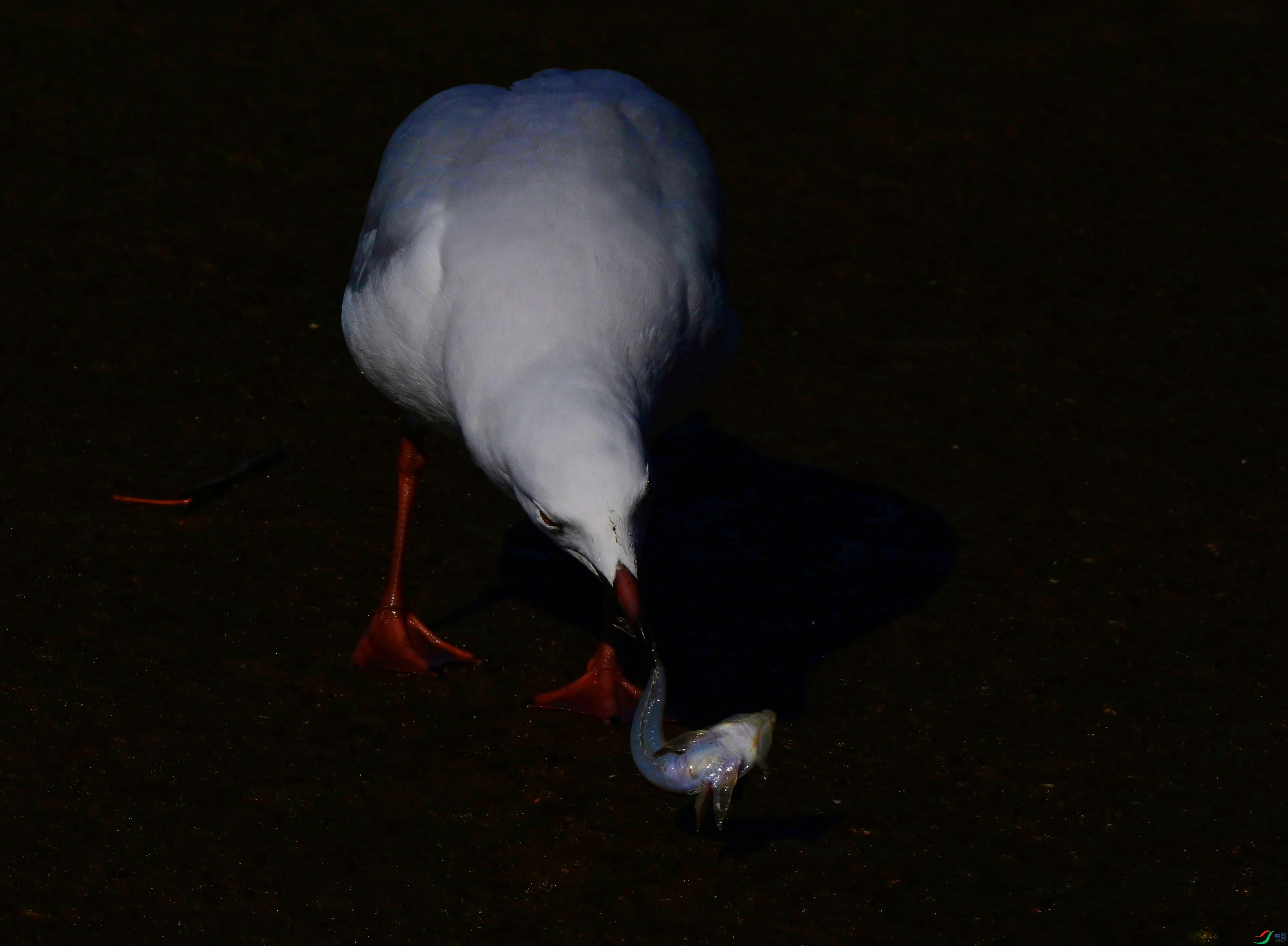 DSC_9031_��ͼ��_����.jpg