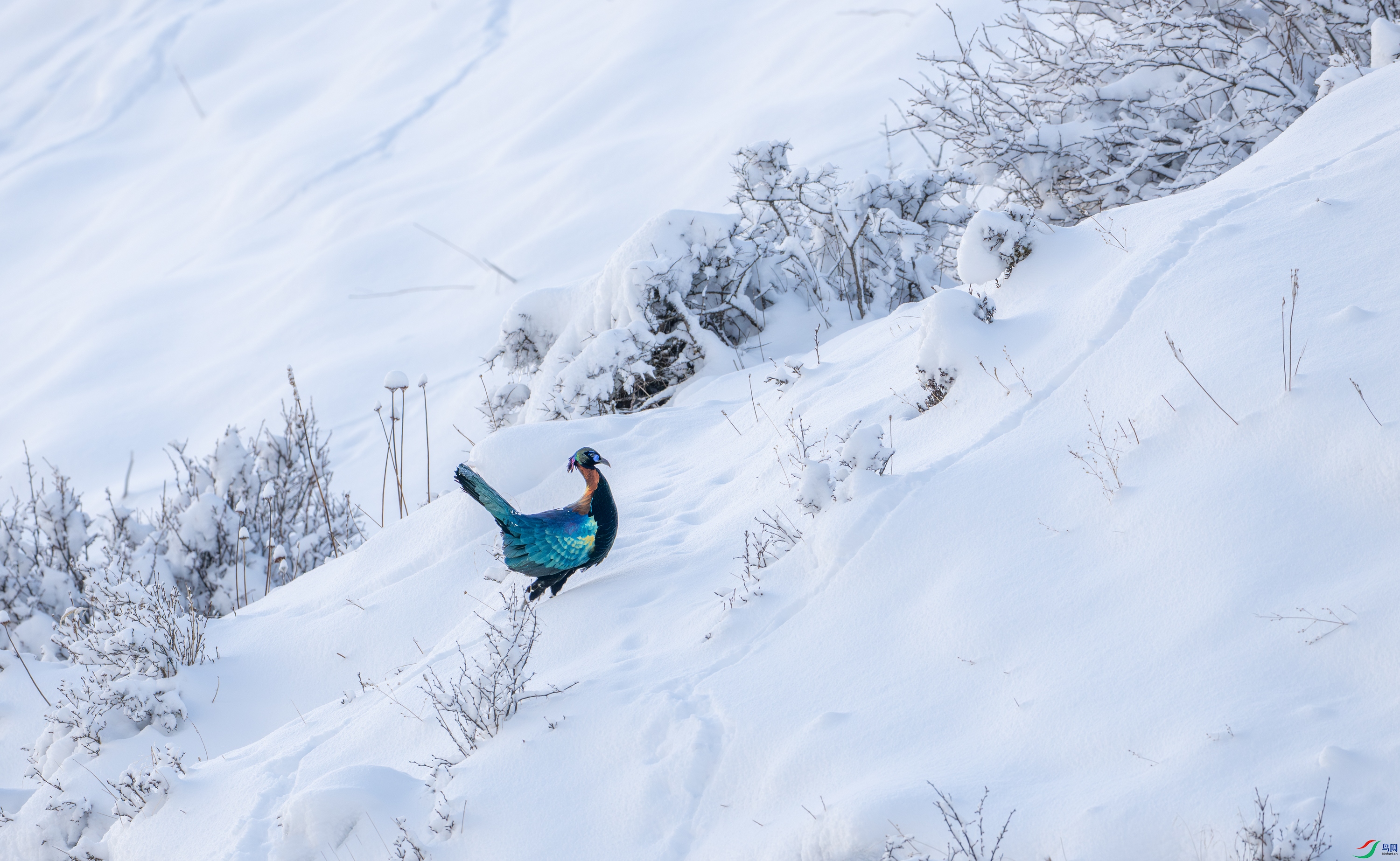 DSC_7466-11.jpg