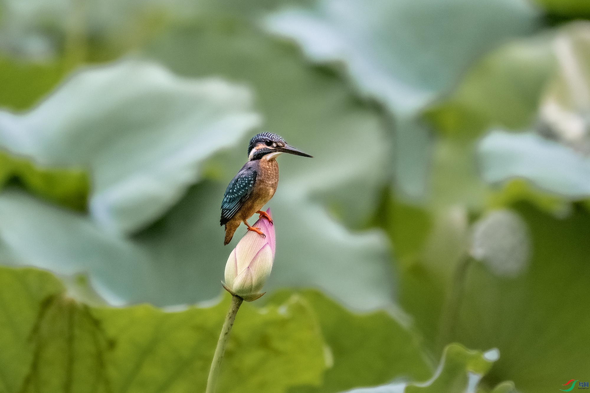 DSC_7742.jpg