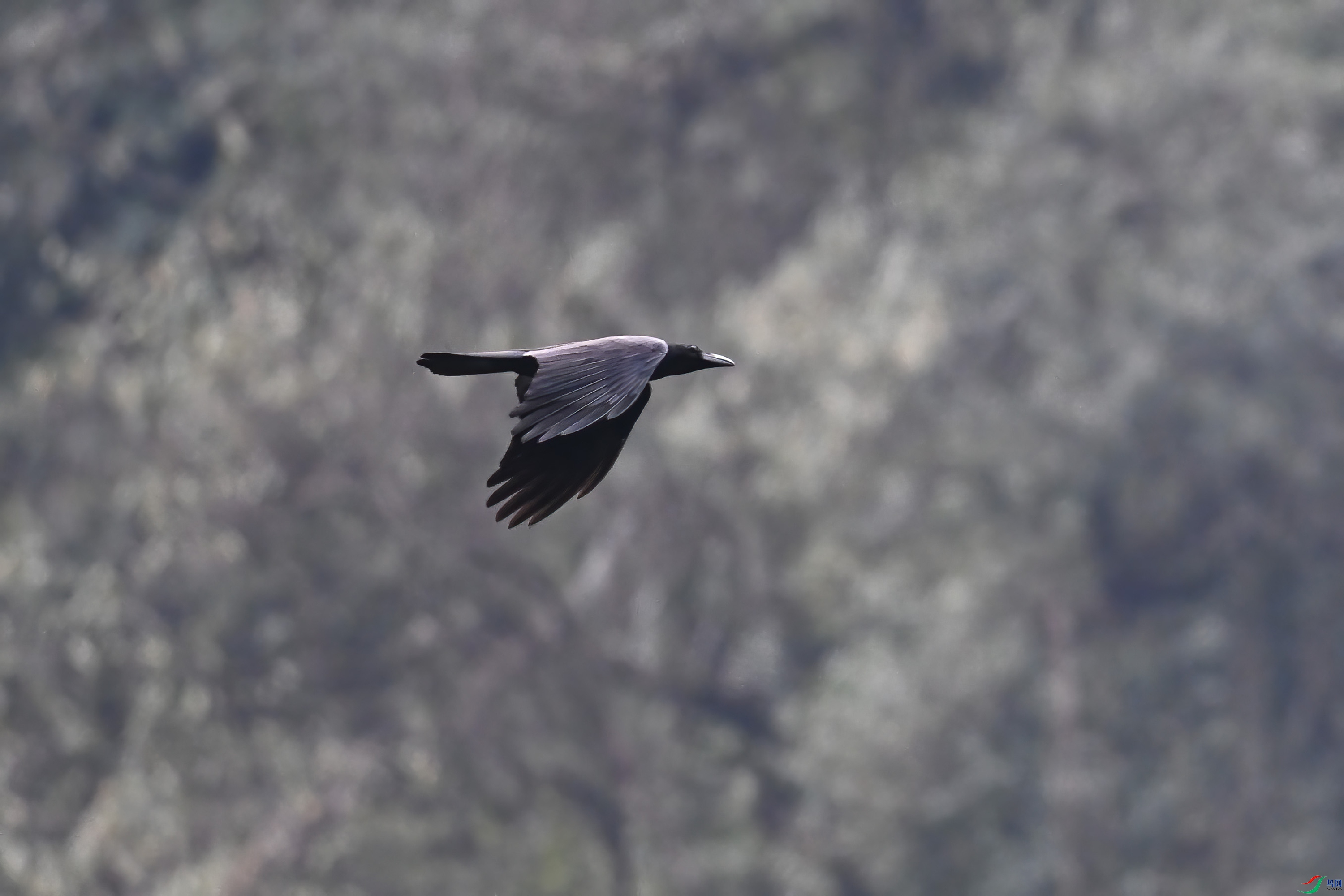 DSC_9742.JPG