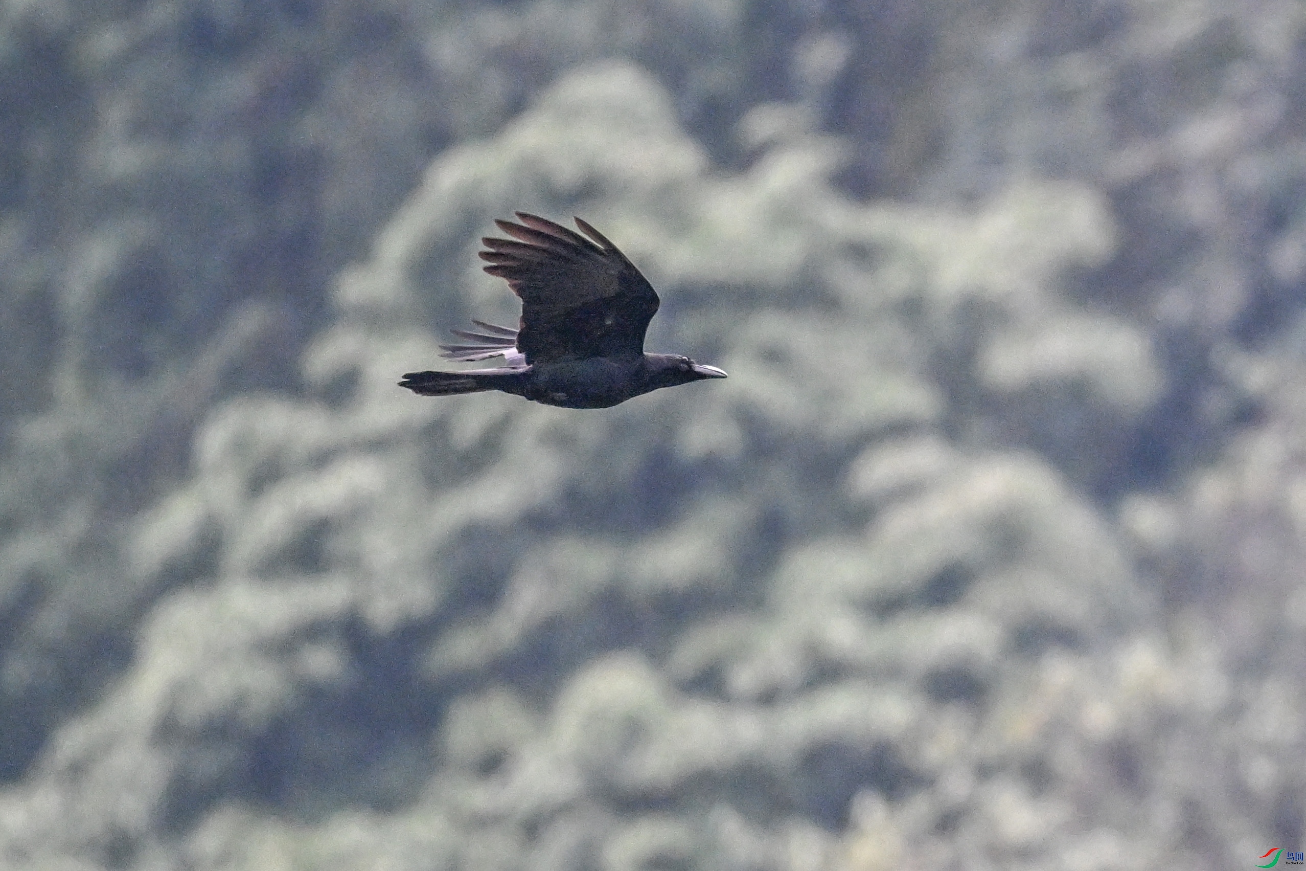 DSC_9738.JPG