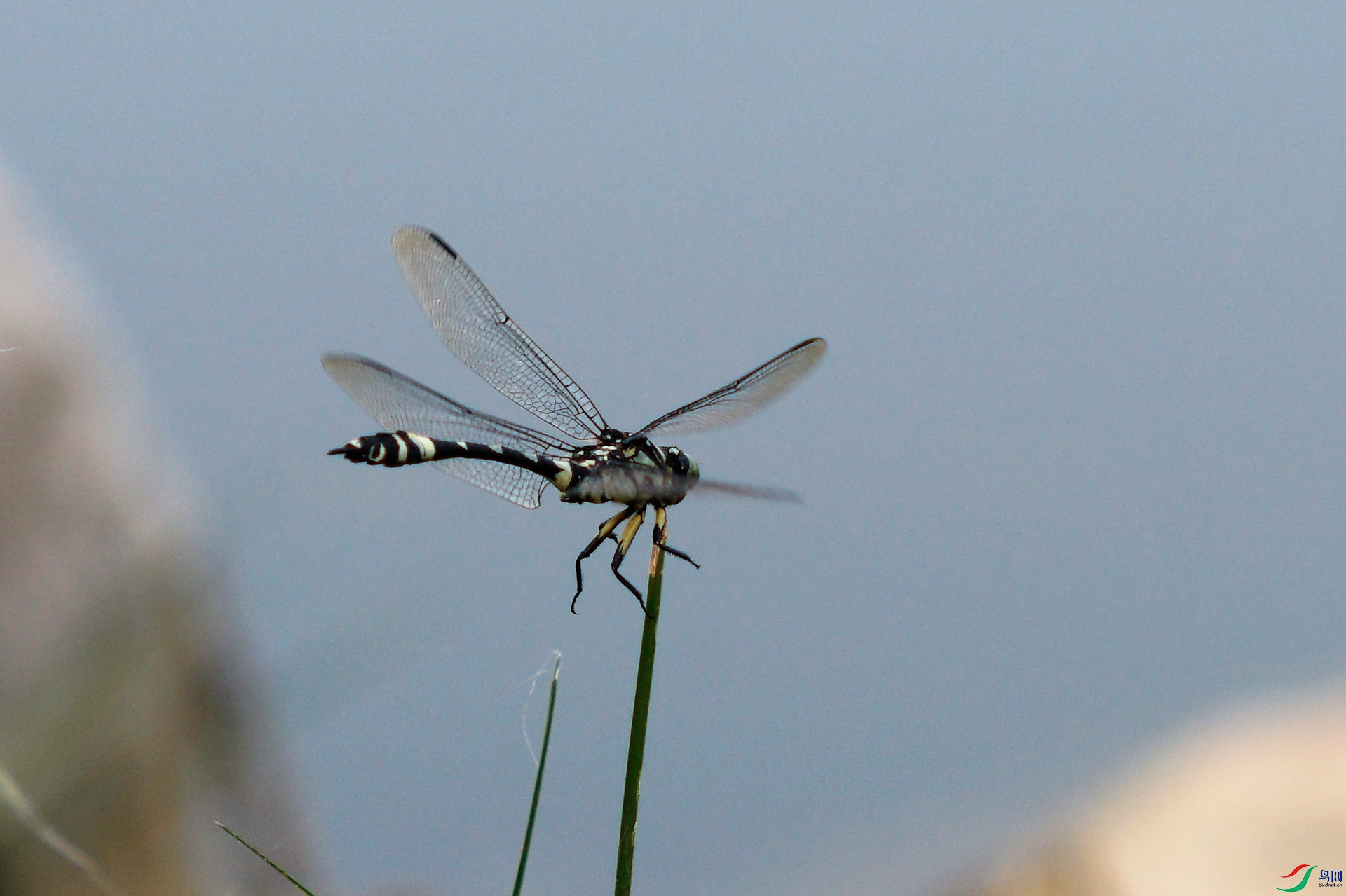 _DSC8165.jpg