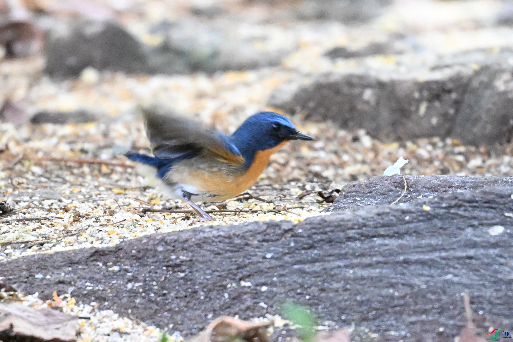 DSC_5638.JPG
