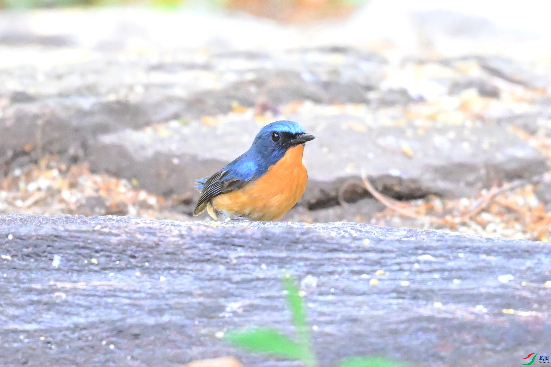 DSC_5642.JPG