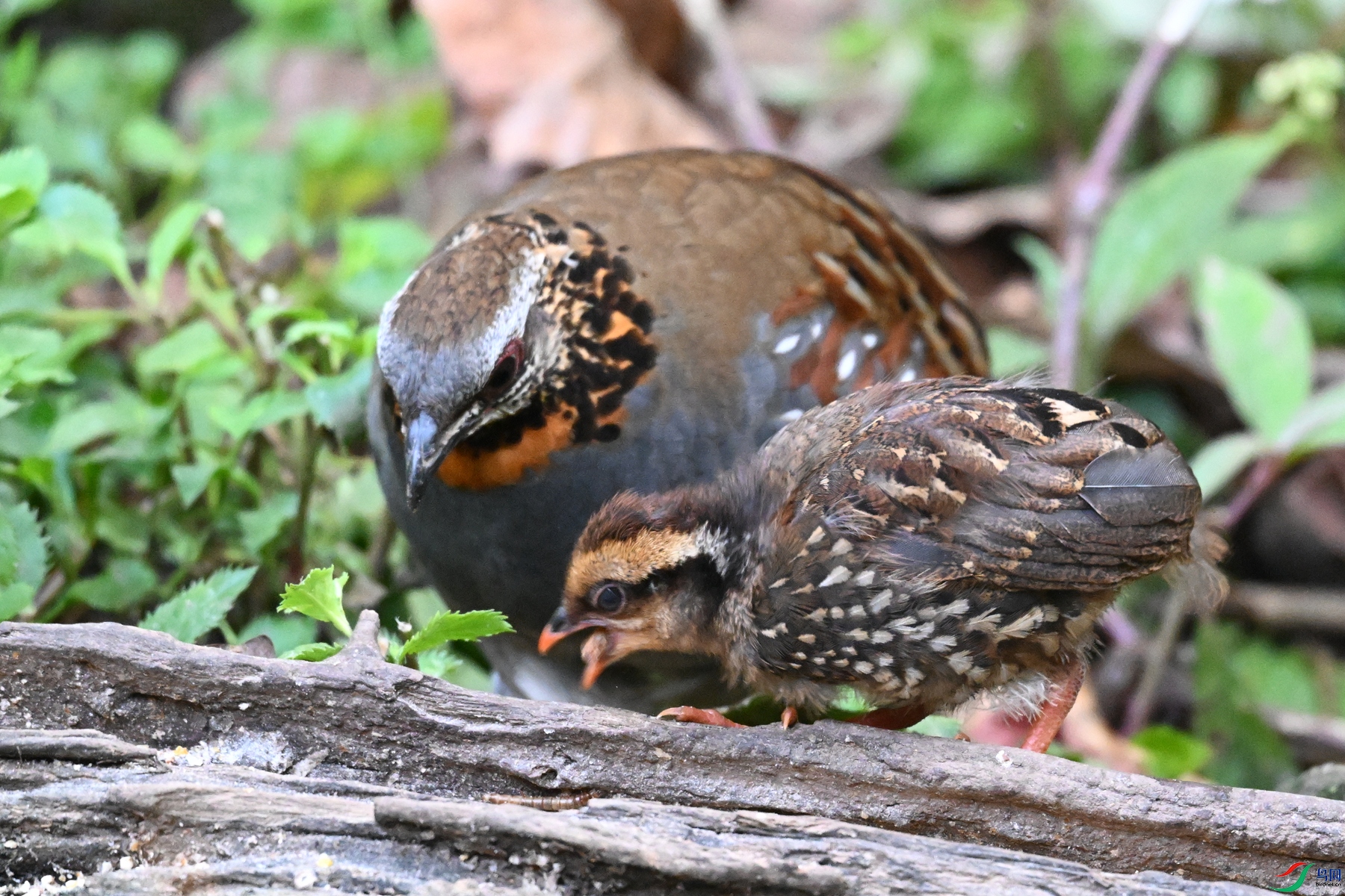 DSC_5613.JPG