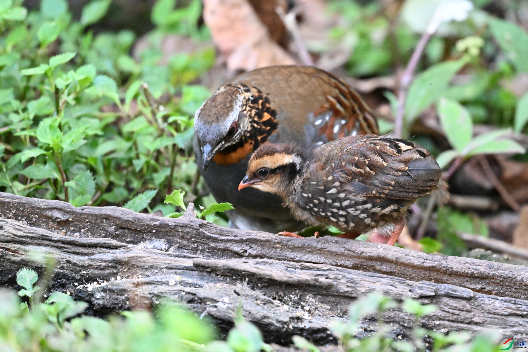DSC_5615.JPG