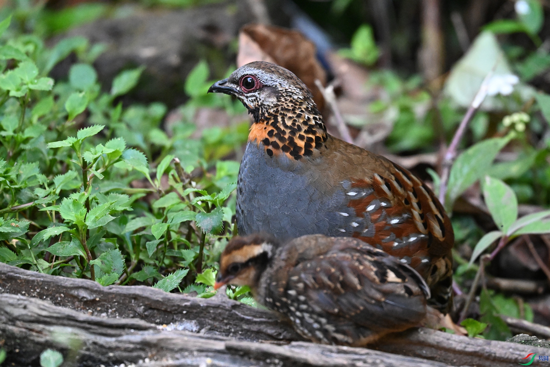 DSC_5617.JPG