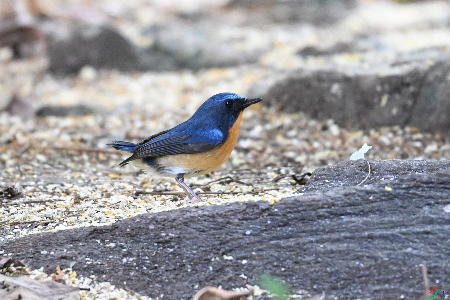 DSC_5637.JPG