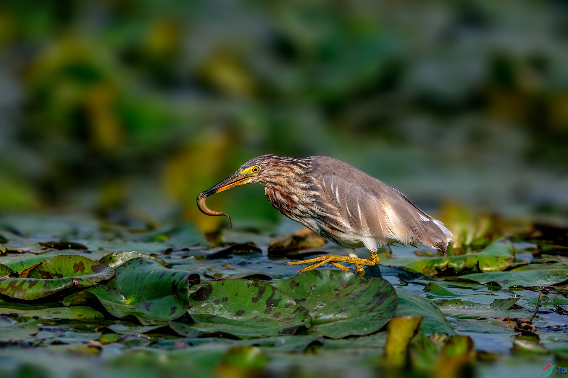 _AUU9530 ����(26.3.21).jpg