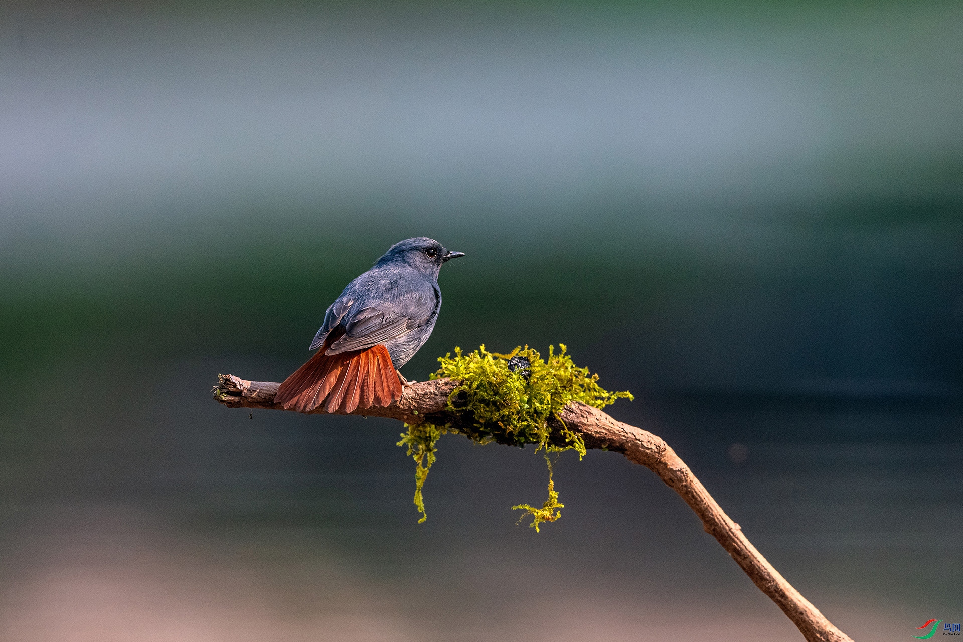 _AUU9850��βˮ�(25.3.28).jpg