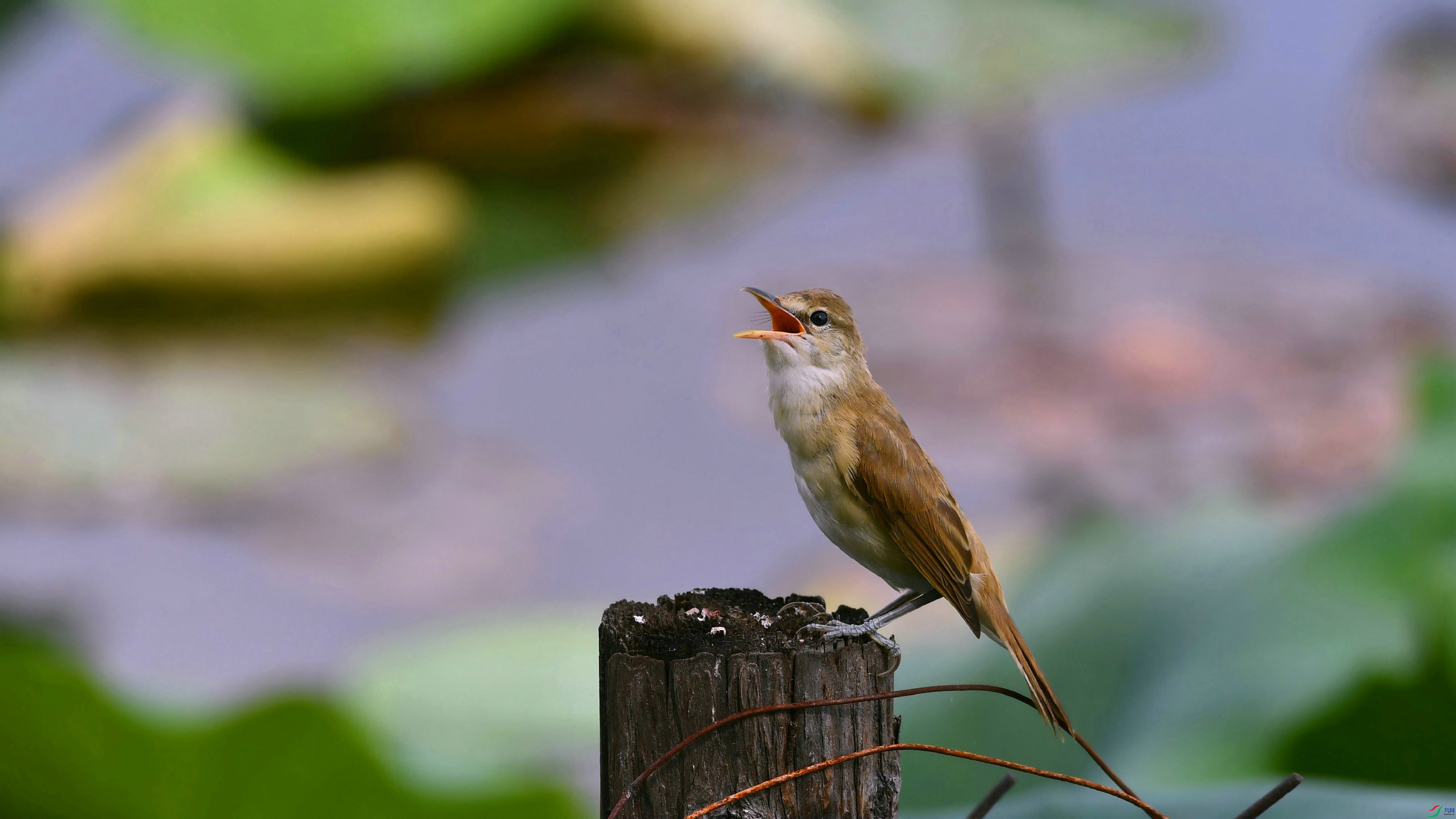 DSC_0607.JPG