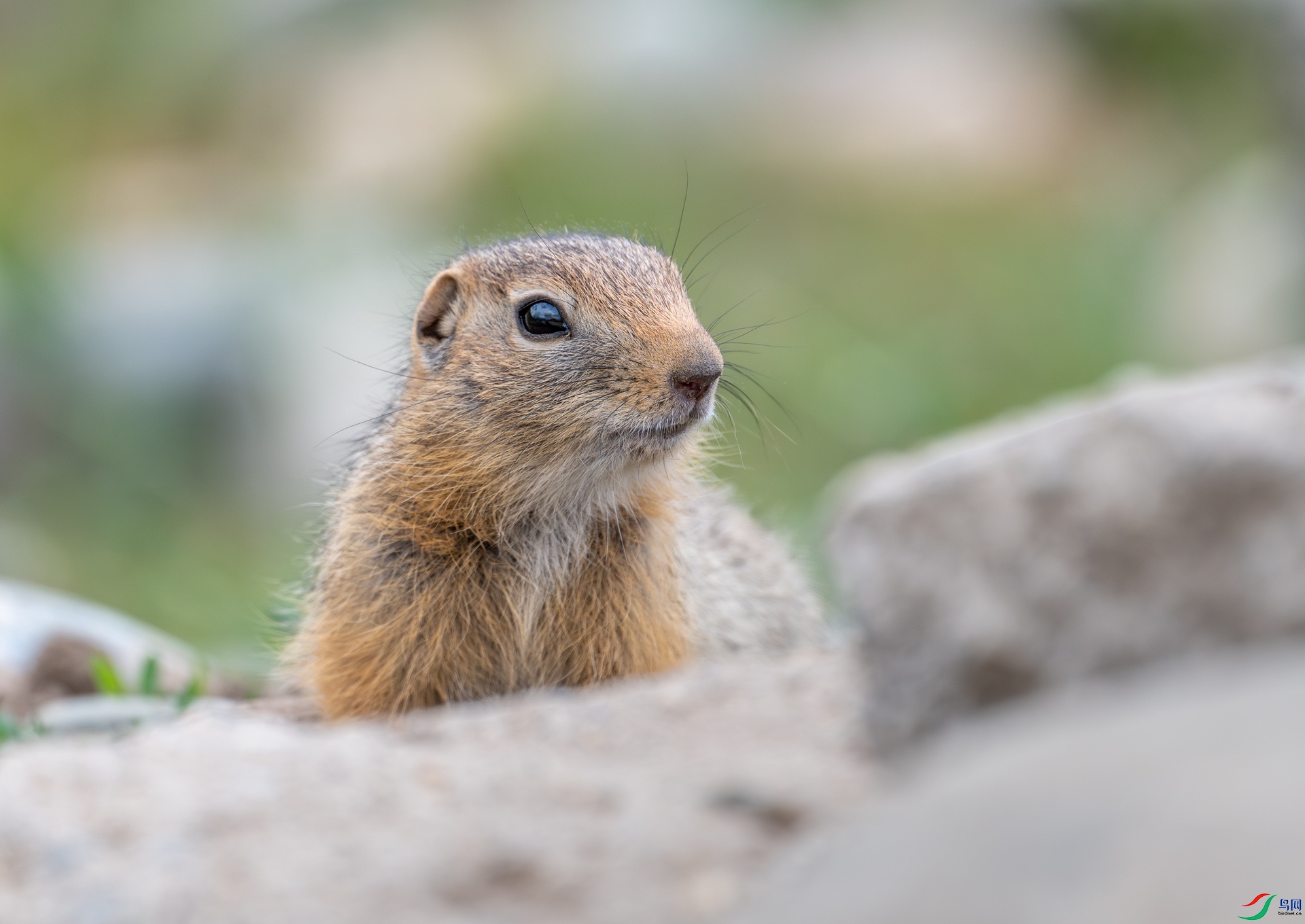 DSC_7495-1.jpg