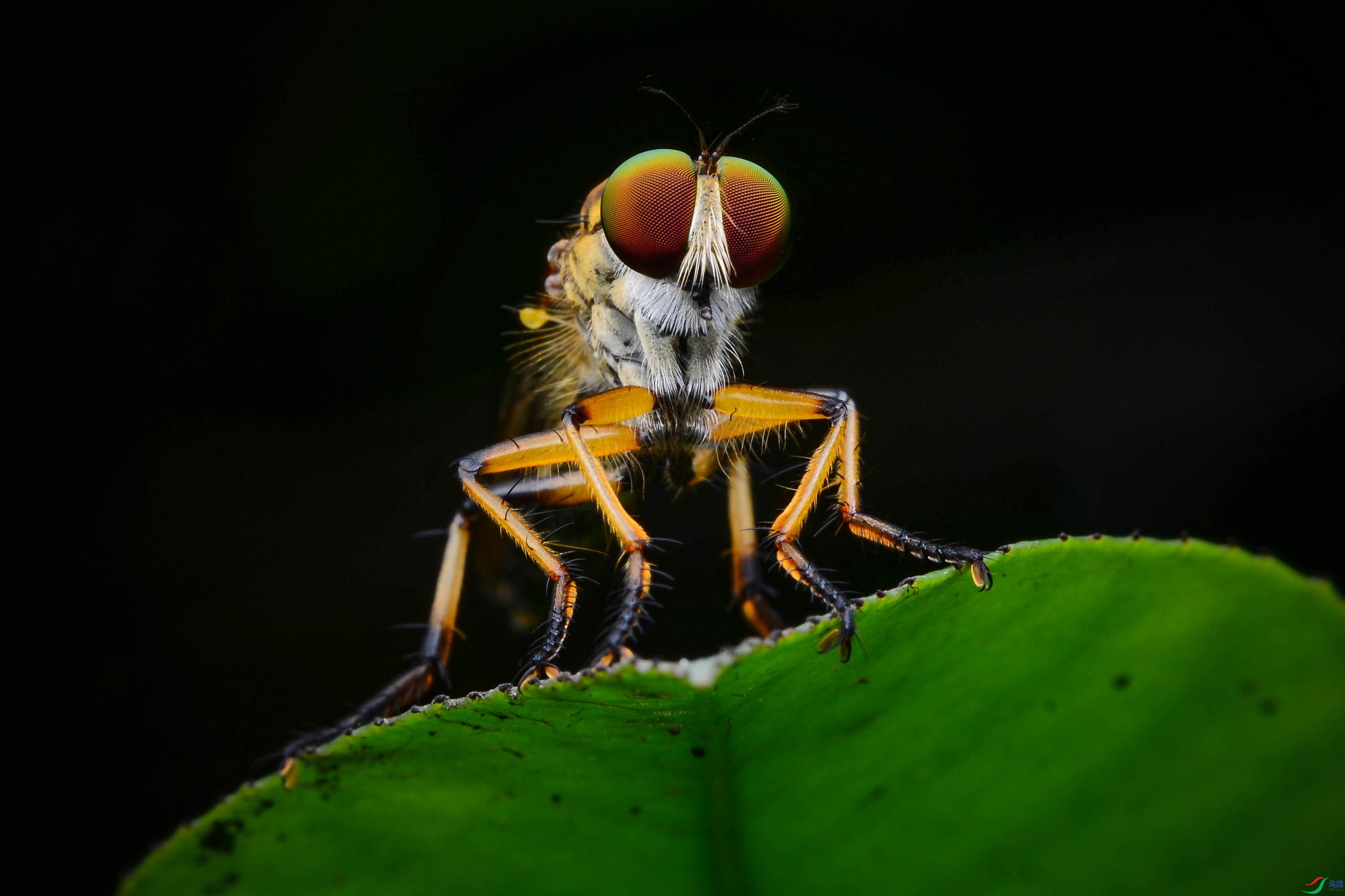 DSC_5360-0.jpg