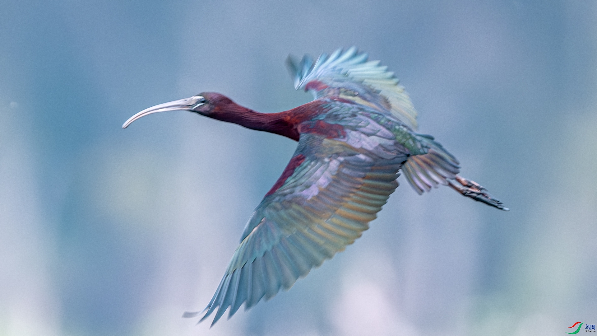 DSC_1904-����ǿ-NR ����.jpg