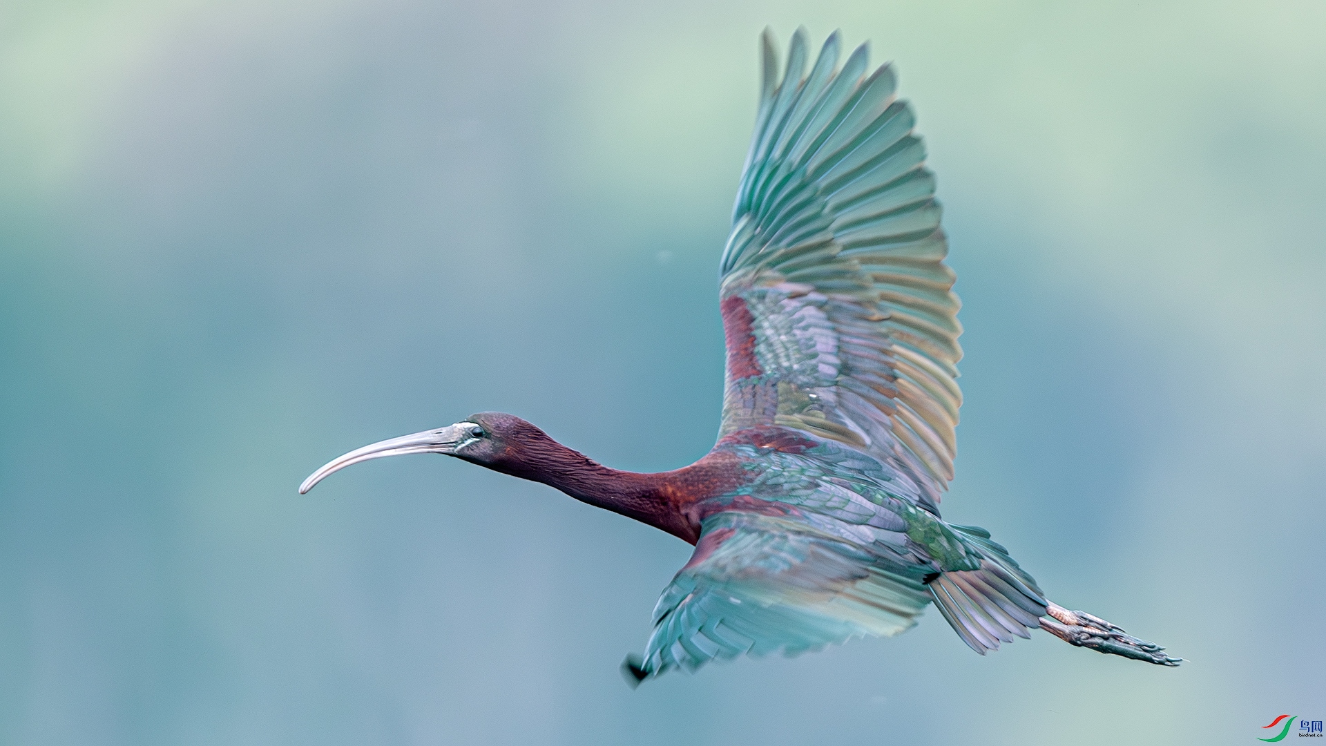 DSC_1907-����ǿ-NR ����.jpg