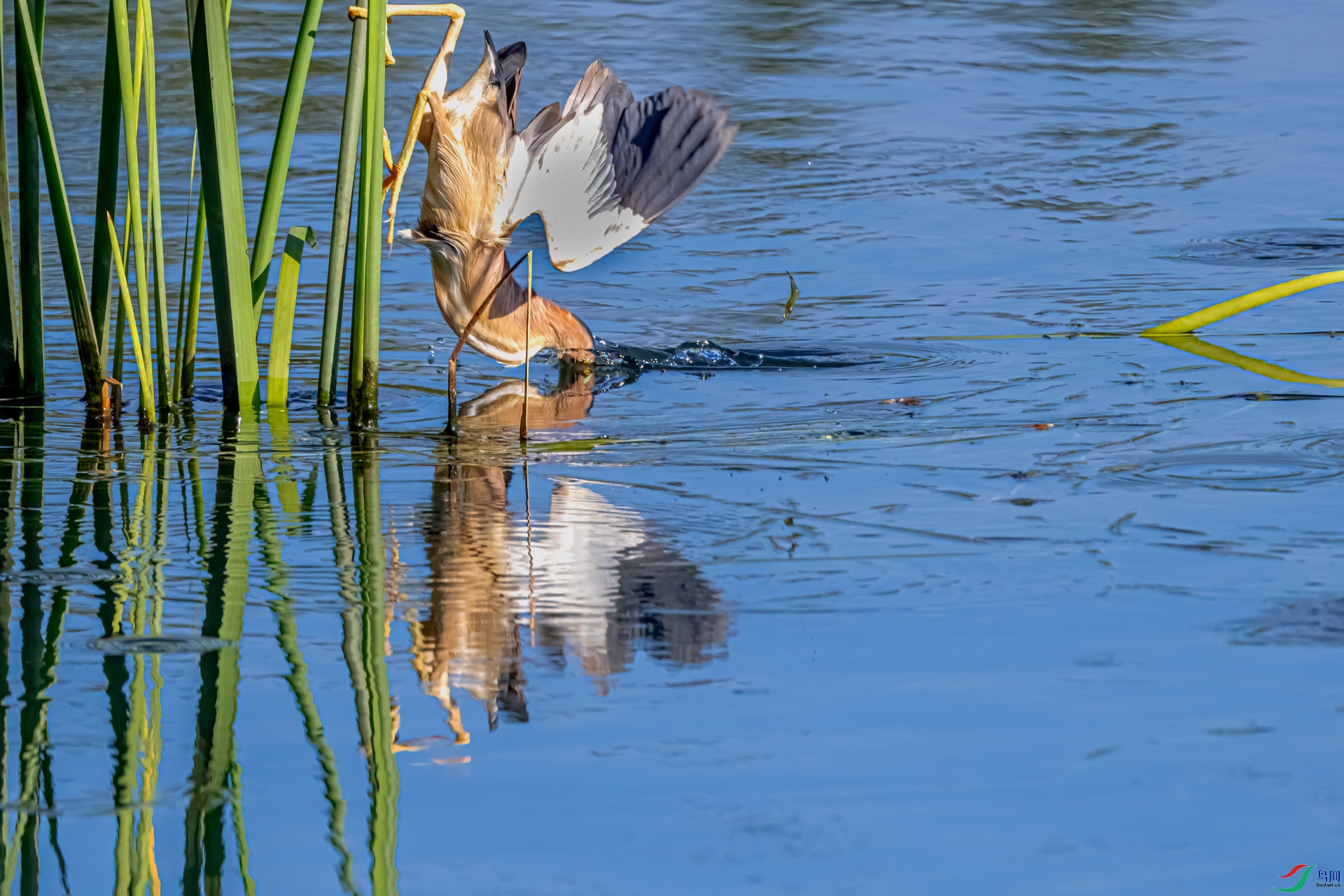 DSC_8789-11.jpg