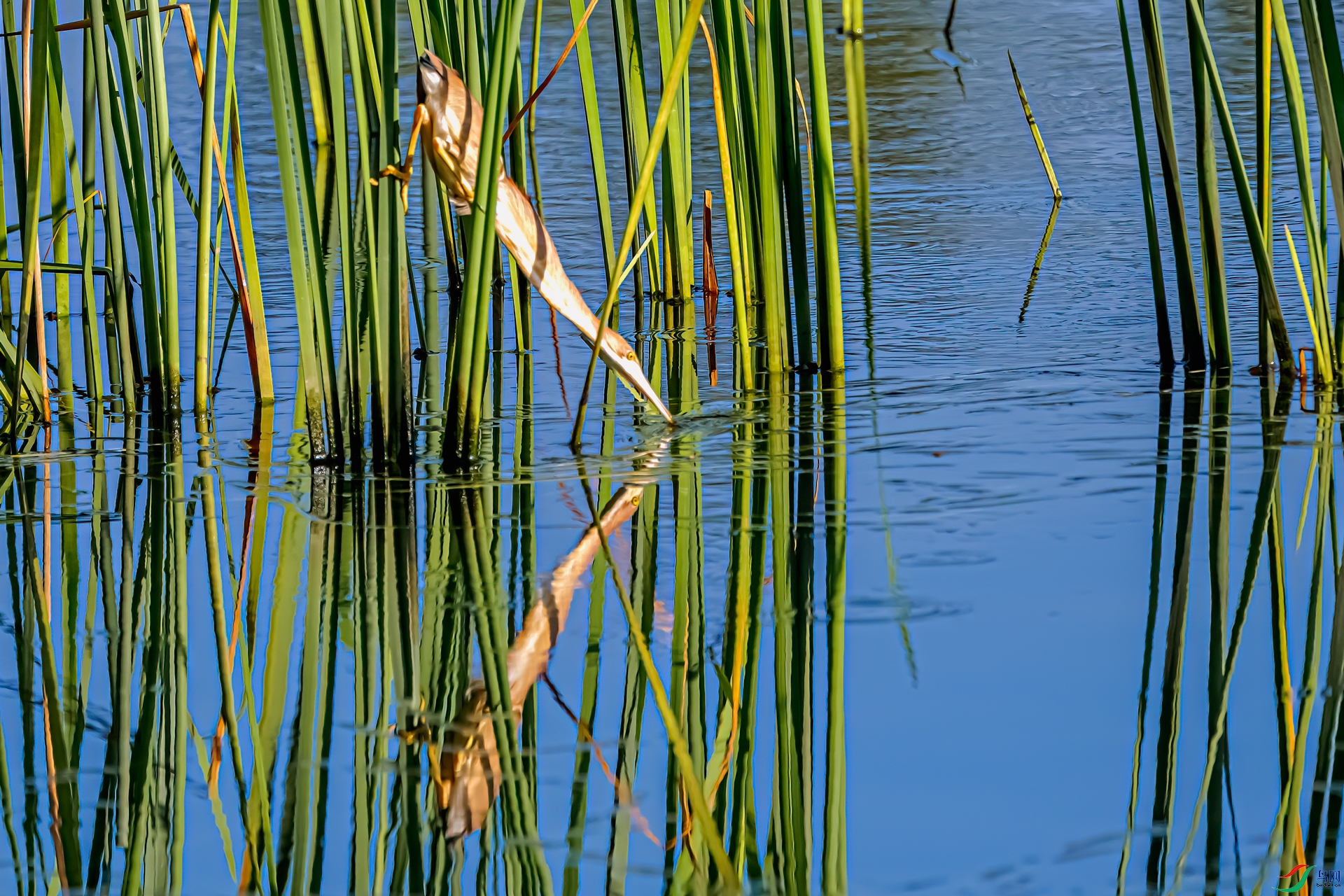 DSC_8761-11.jpg