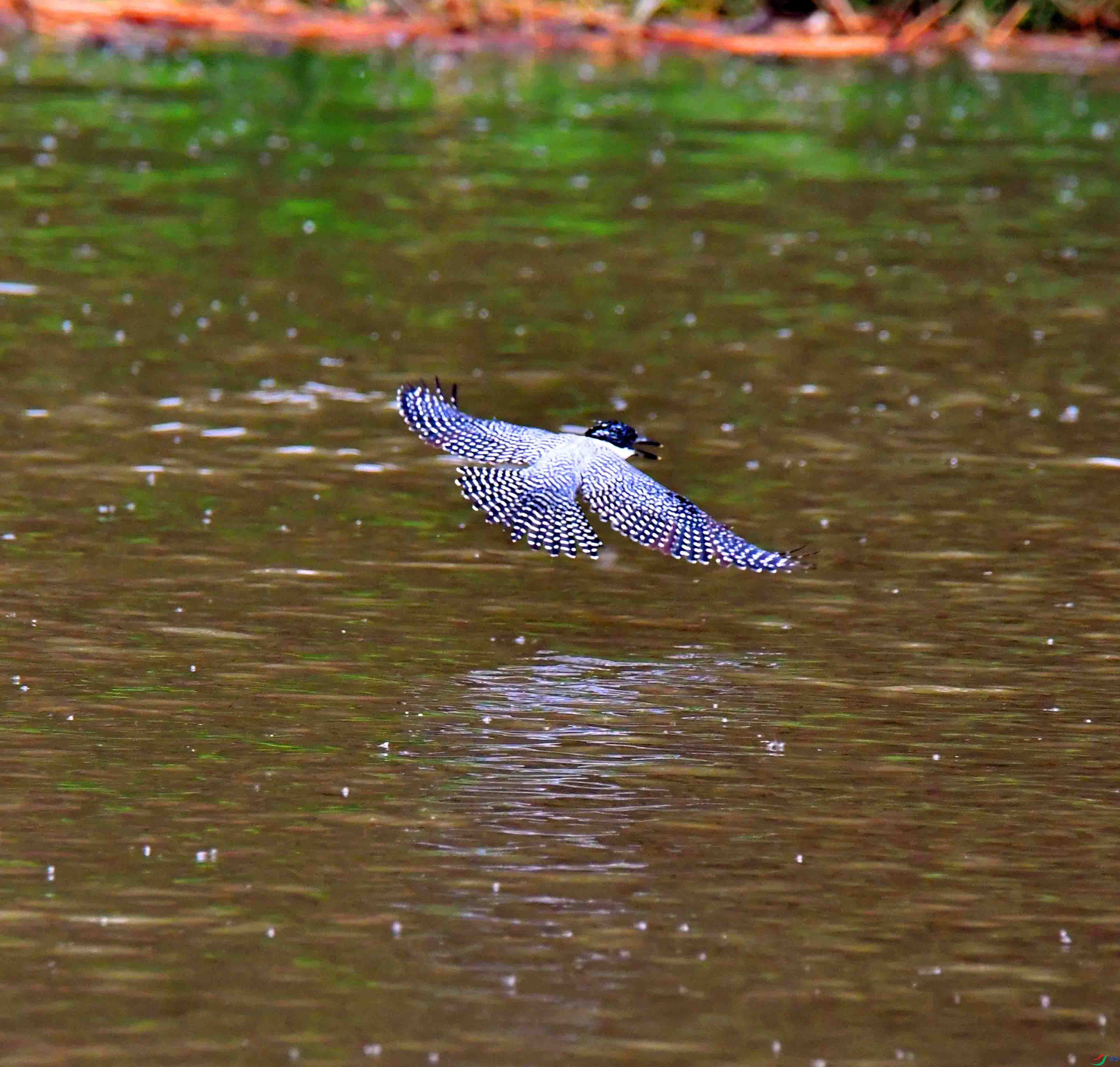 DSC_7494.JPG
