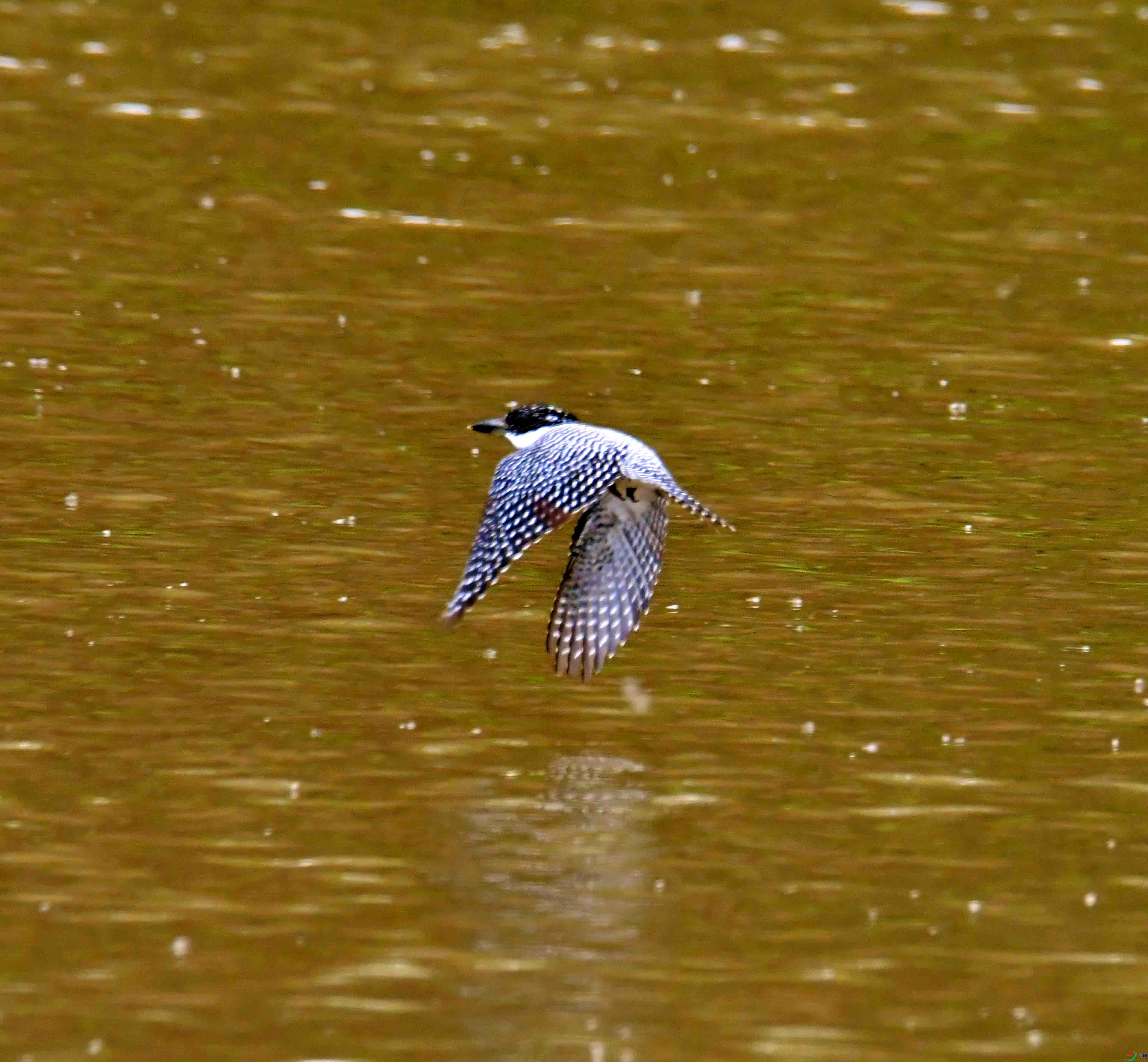 DSC_7490.JPG