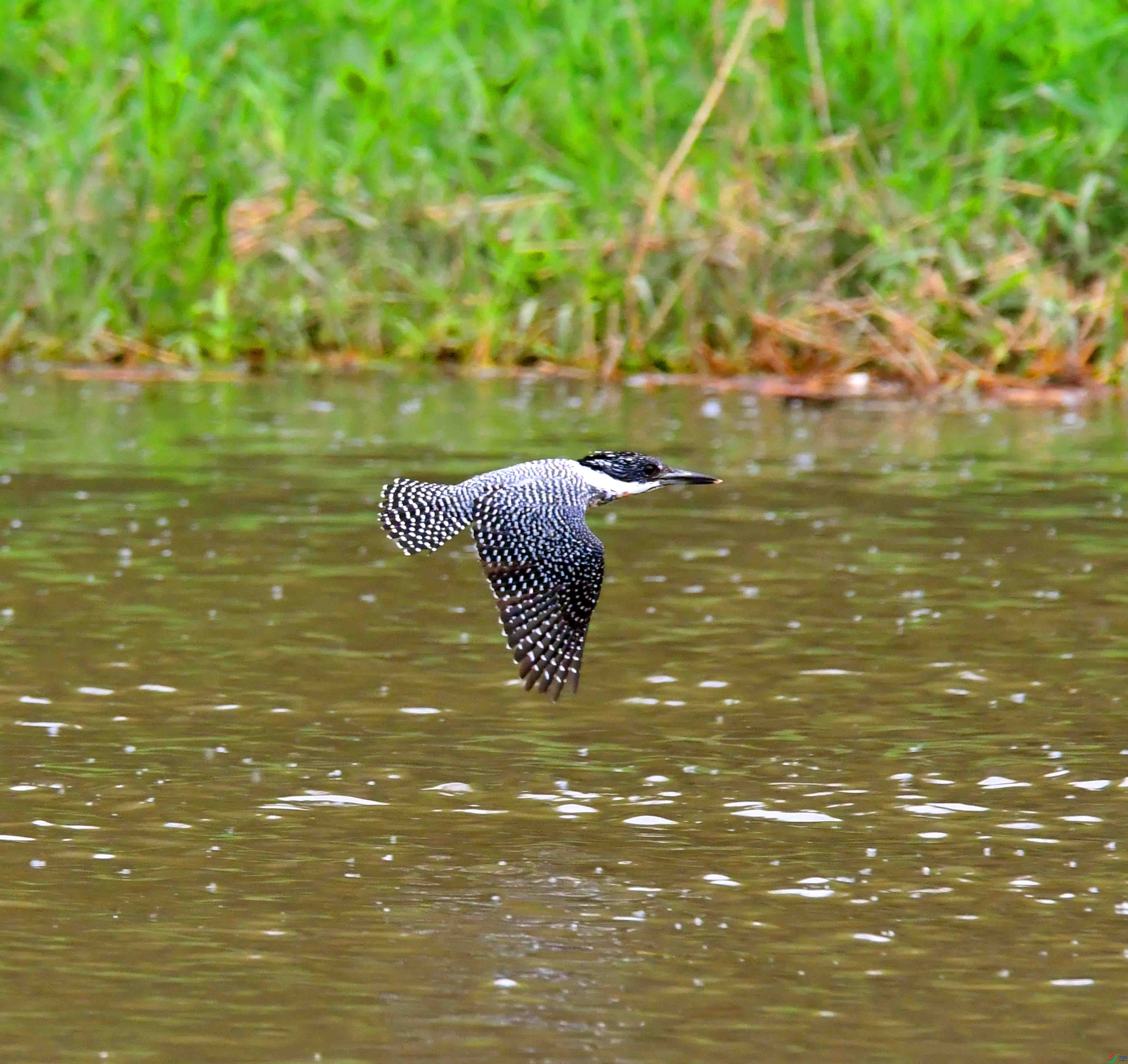 DSC_7496.JPG