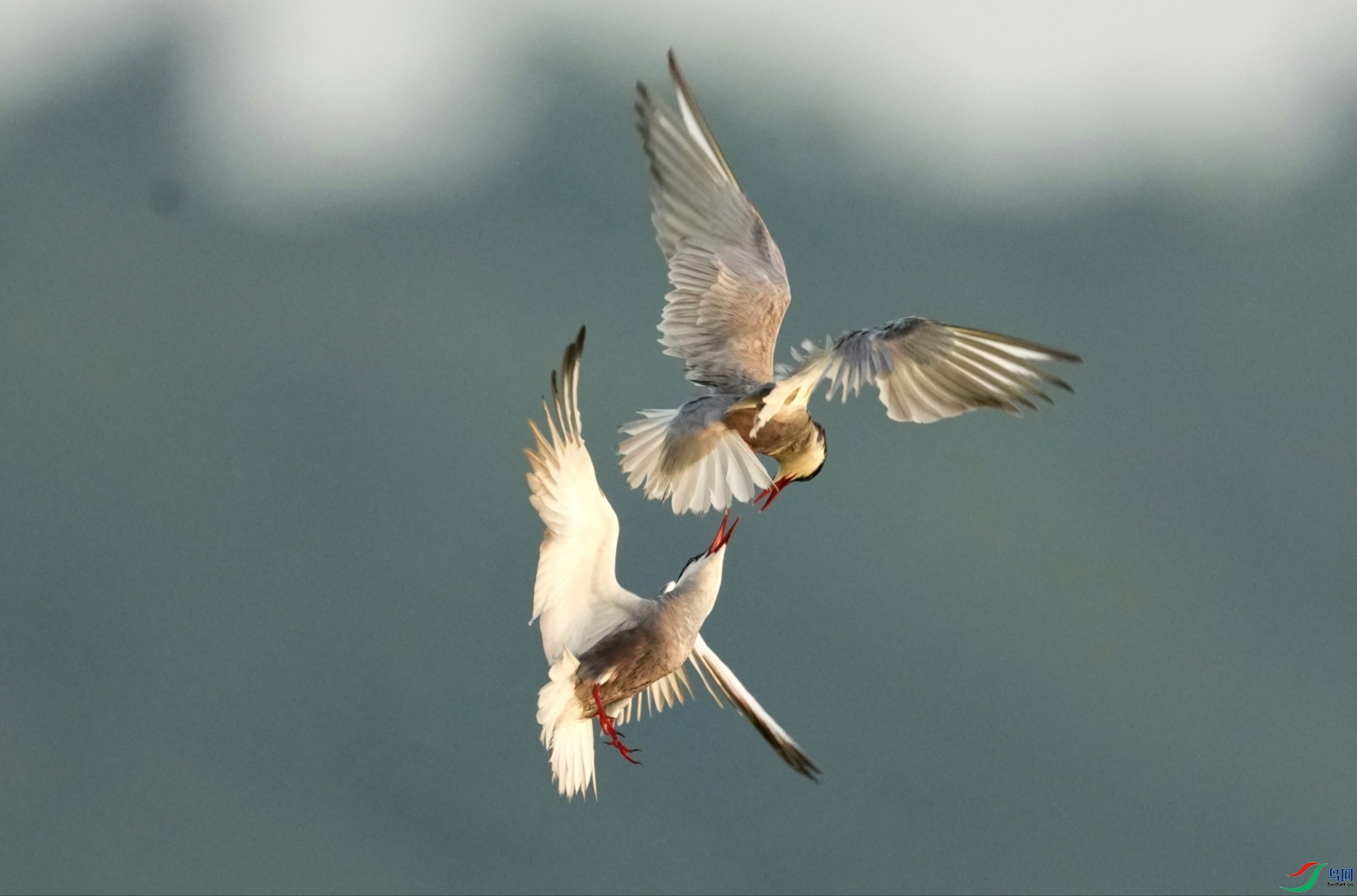 1000040294.jpg