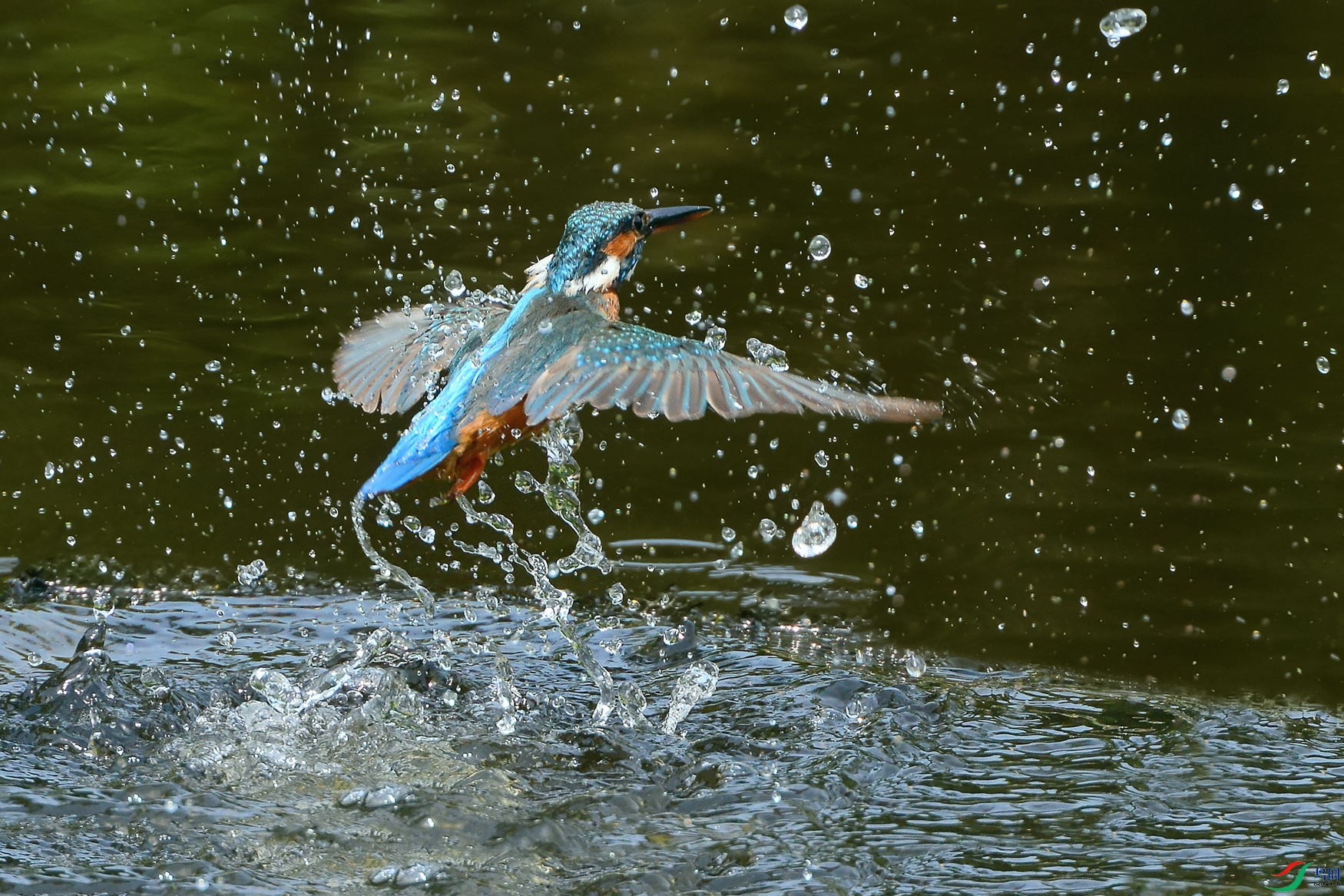 DSC_9818_DxOa.jpg