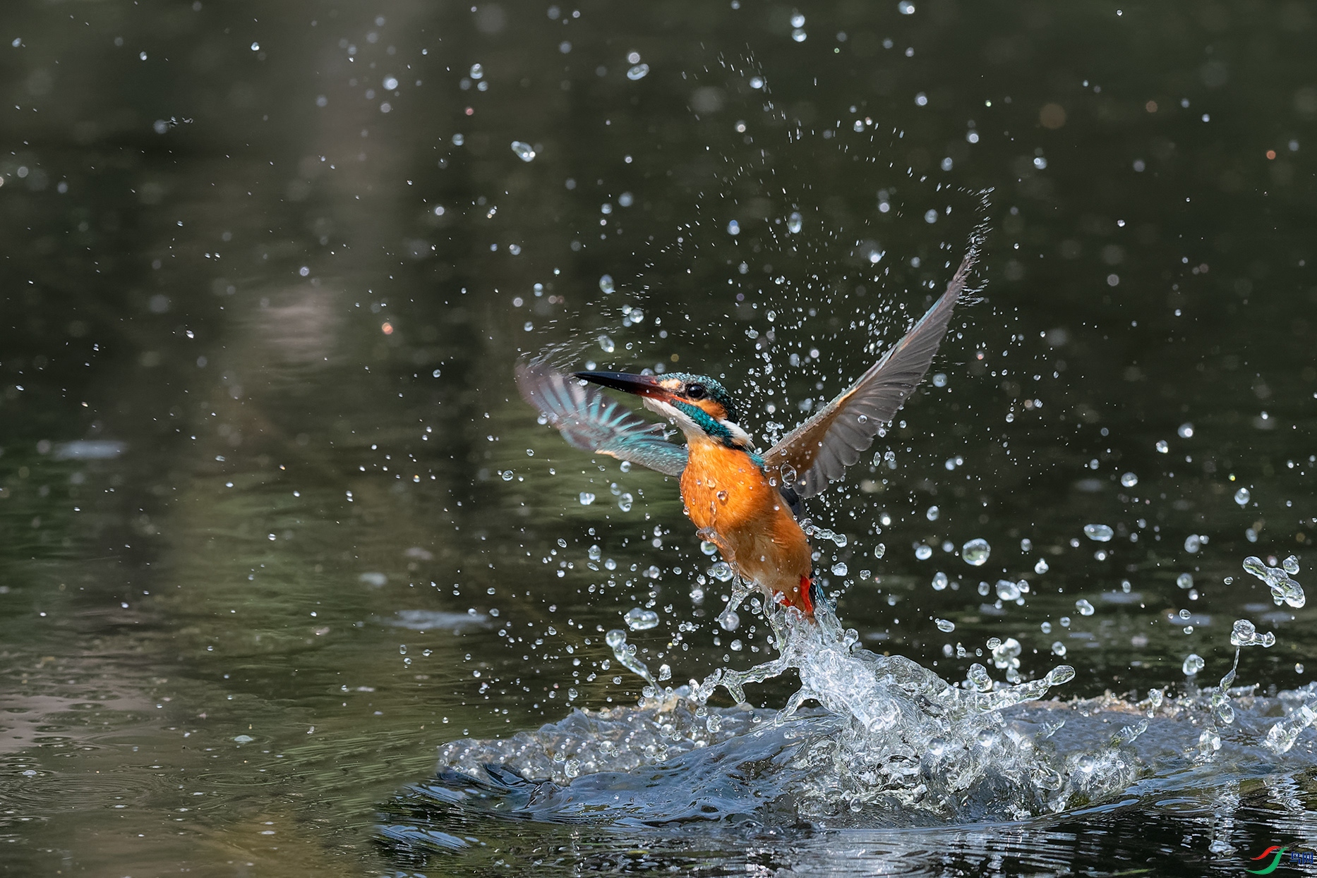 2DSC_2344_DxOa.jpg