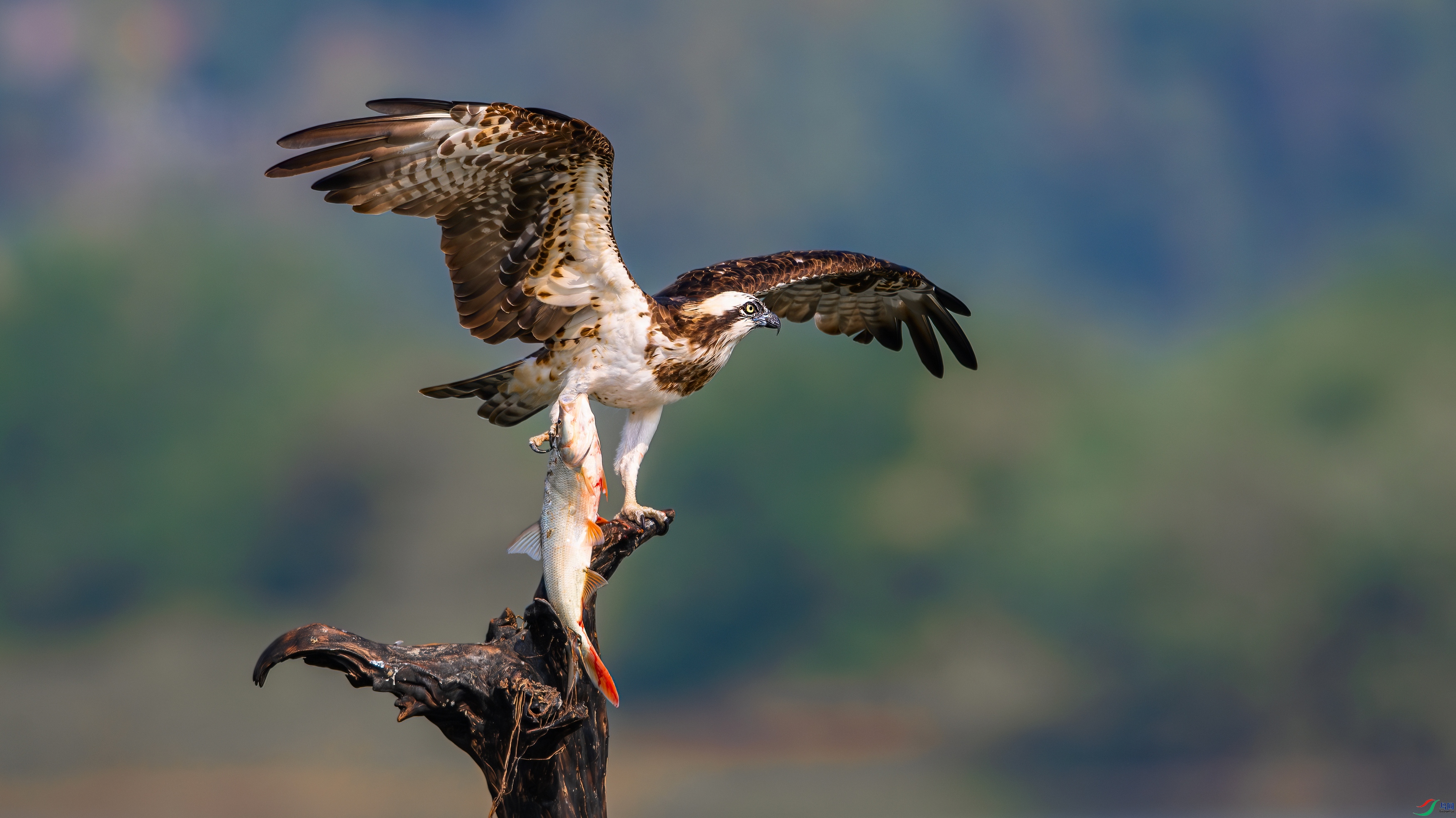 ��Ƭ_DSC1026-����ǿ-NR.jpg