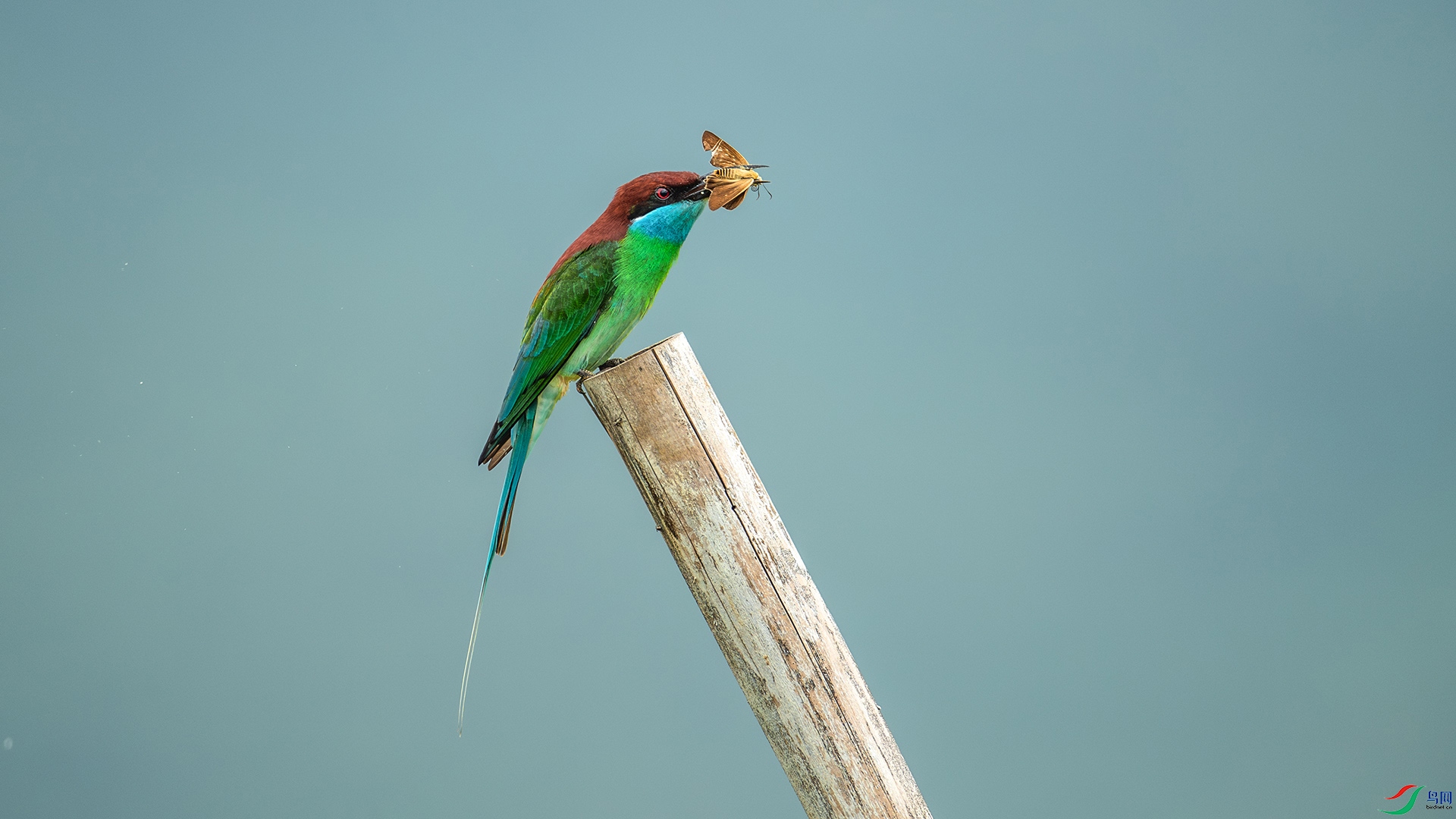 DSC_4432-����ǿ-NR.jpg