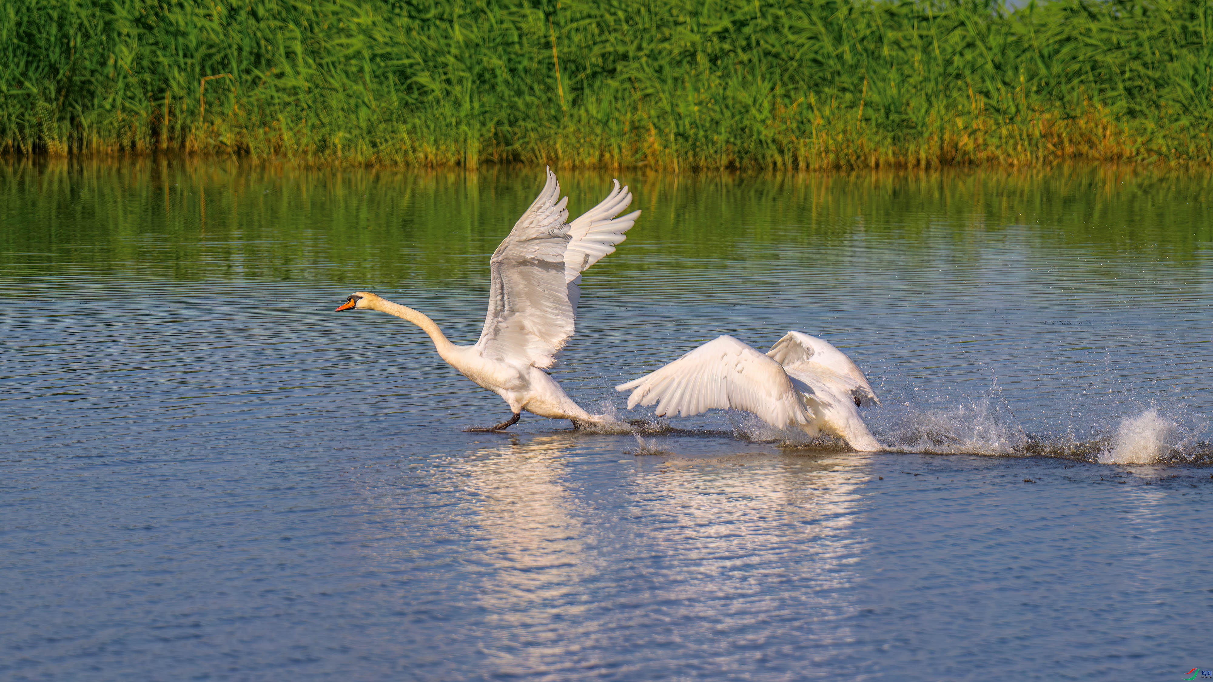 DSC_2462.jpg
