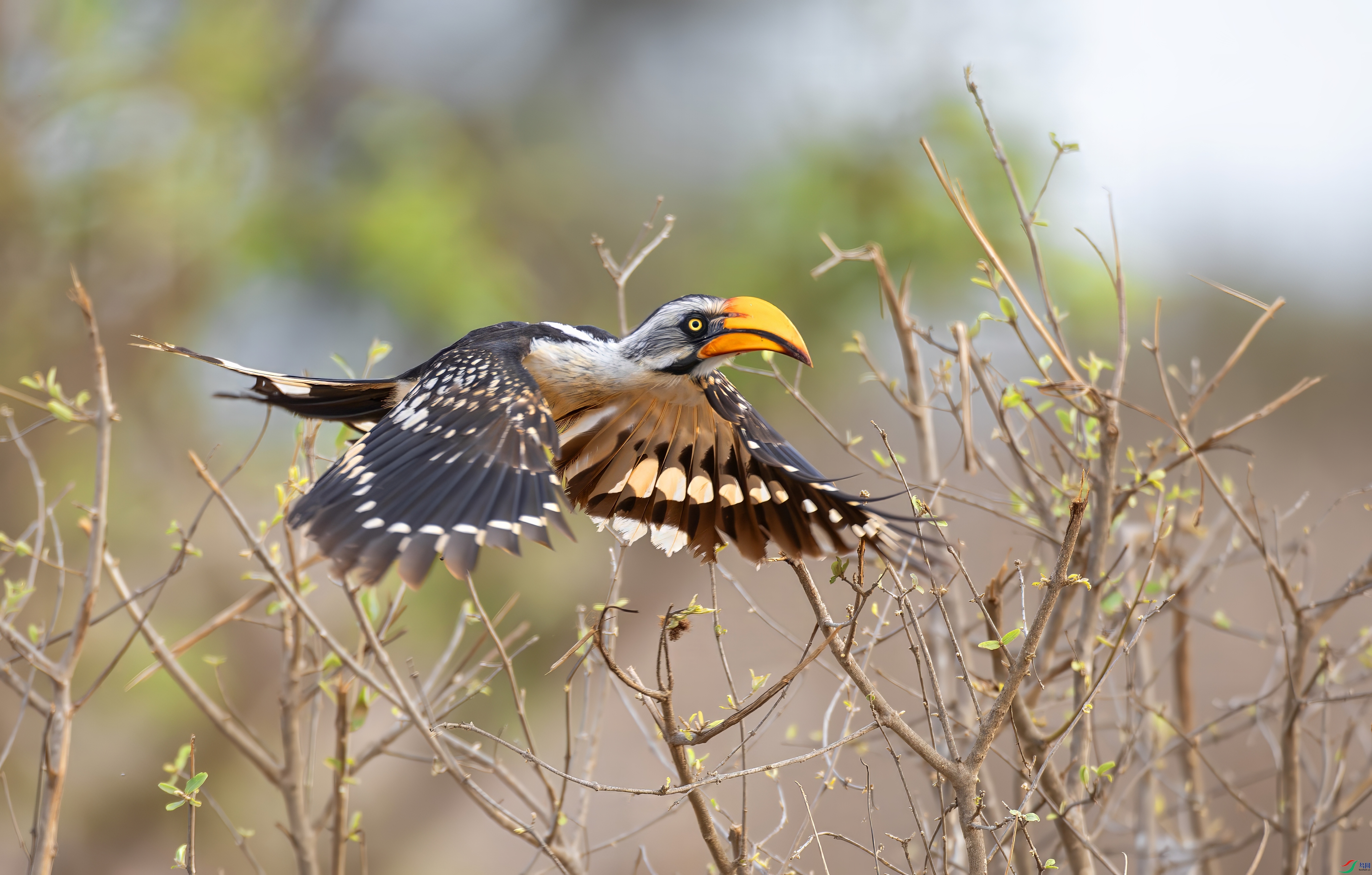 _X0A9279-topaz-denoise.jpeg