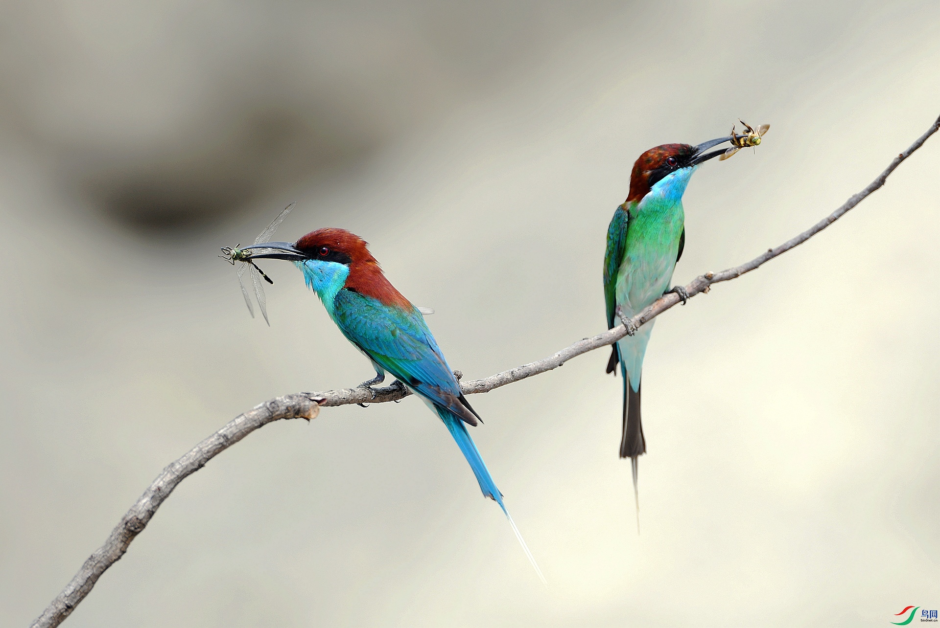 DSC_0223.jpg