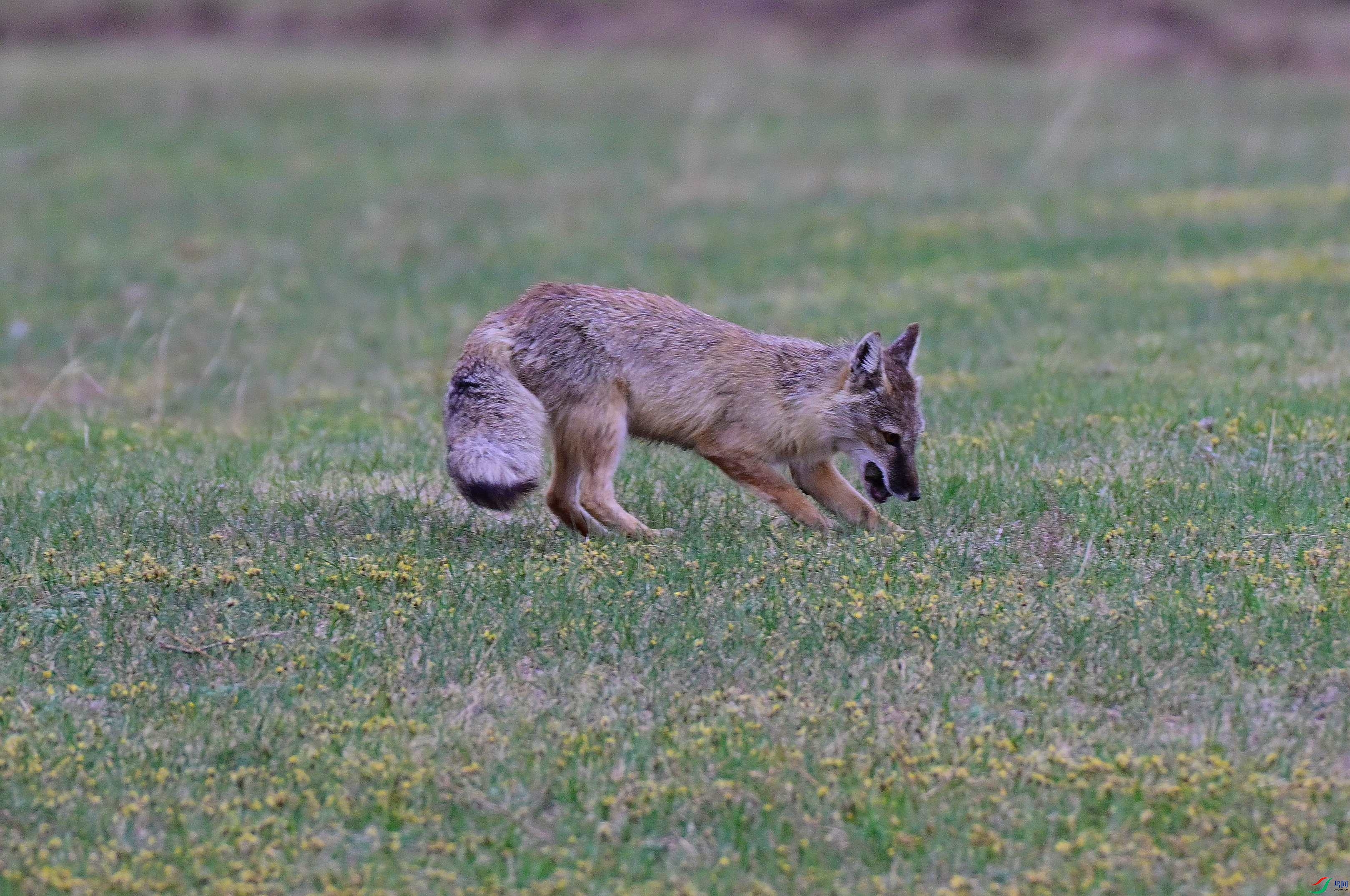 DSC_0805.JPG