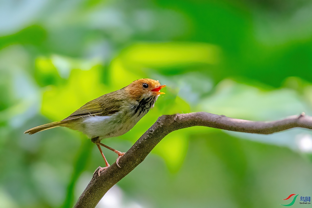 DSC_1472ABC.jpg
