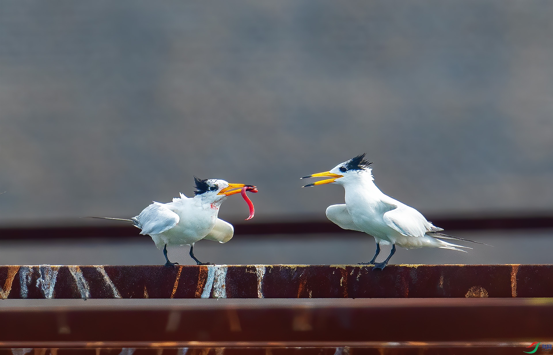 DSC_0650 -1.jpg