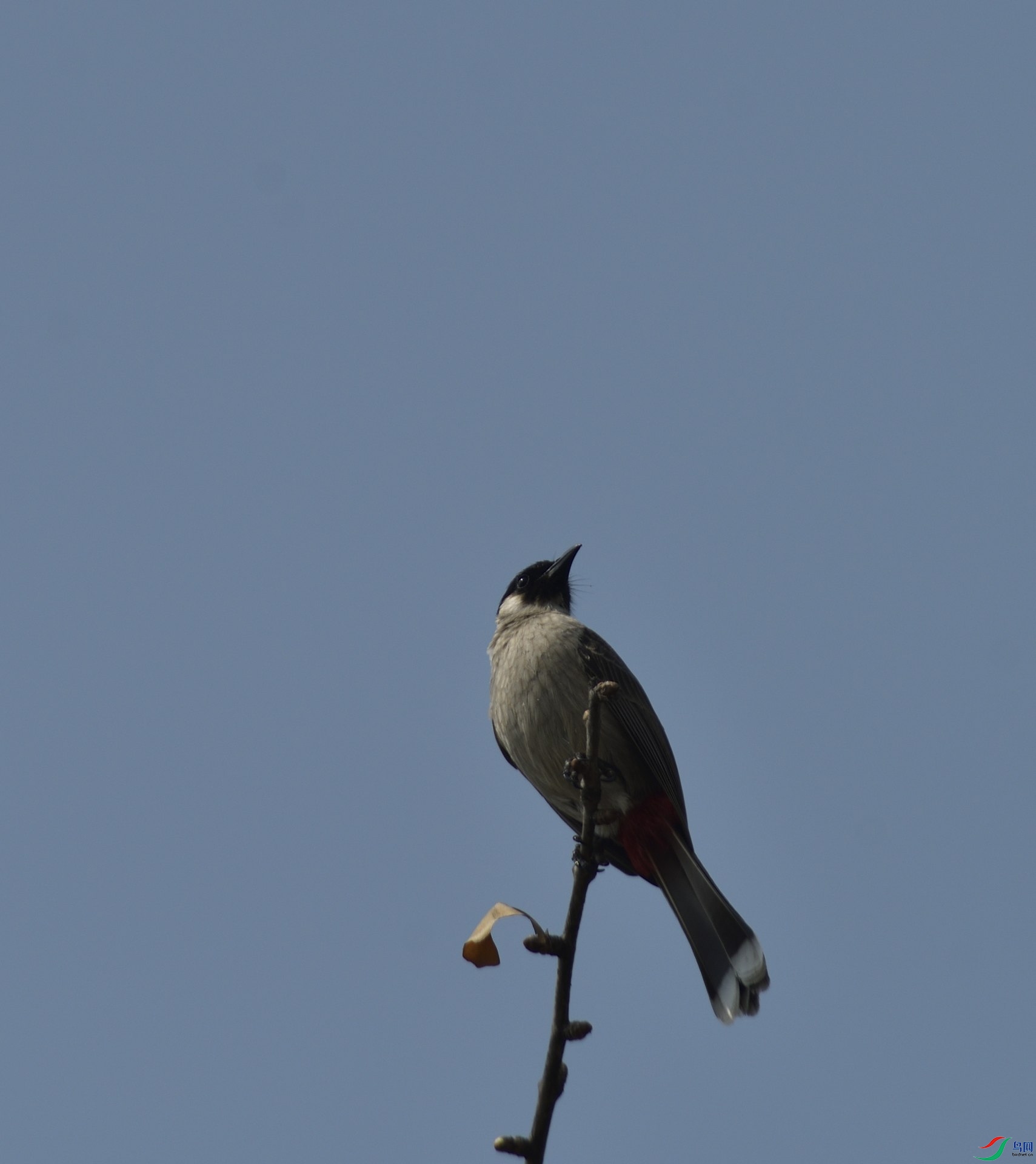 _DSC2075_001.JPG