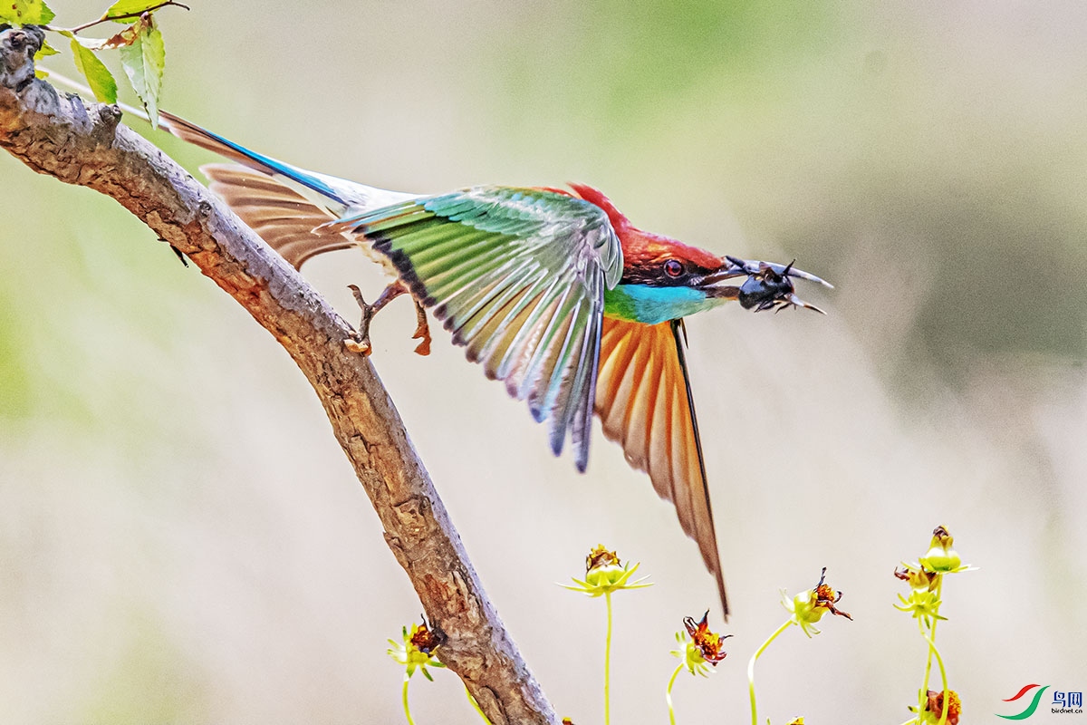 DSC_7225-����ǿ.jpg