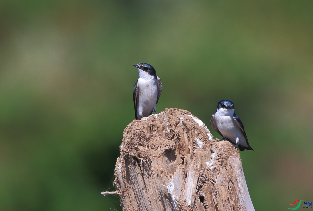 ������mangrove swallow.JPG