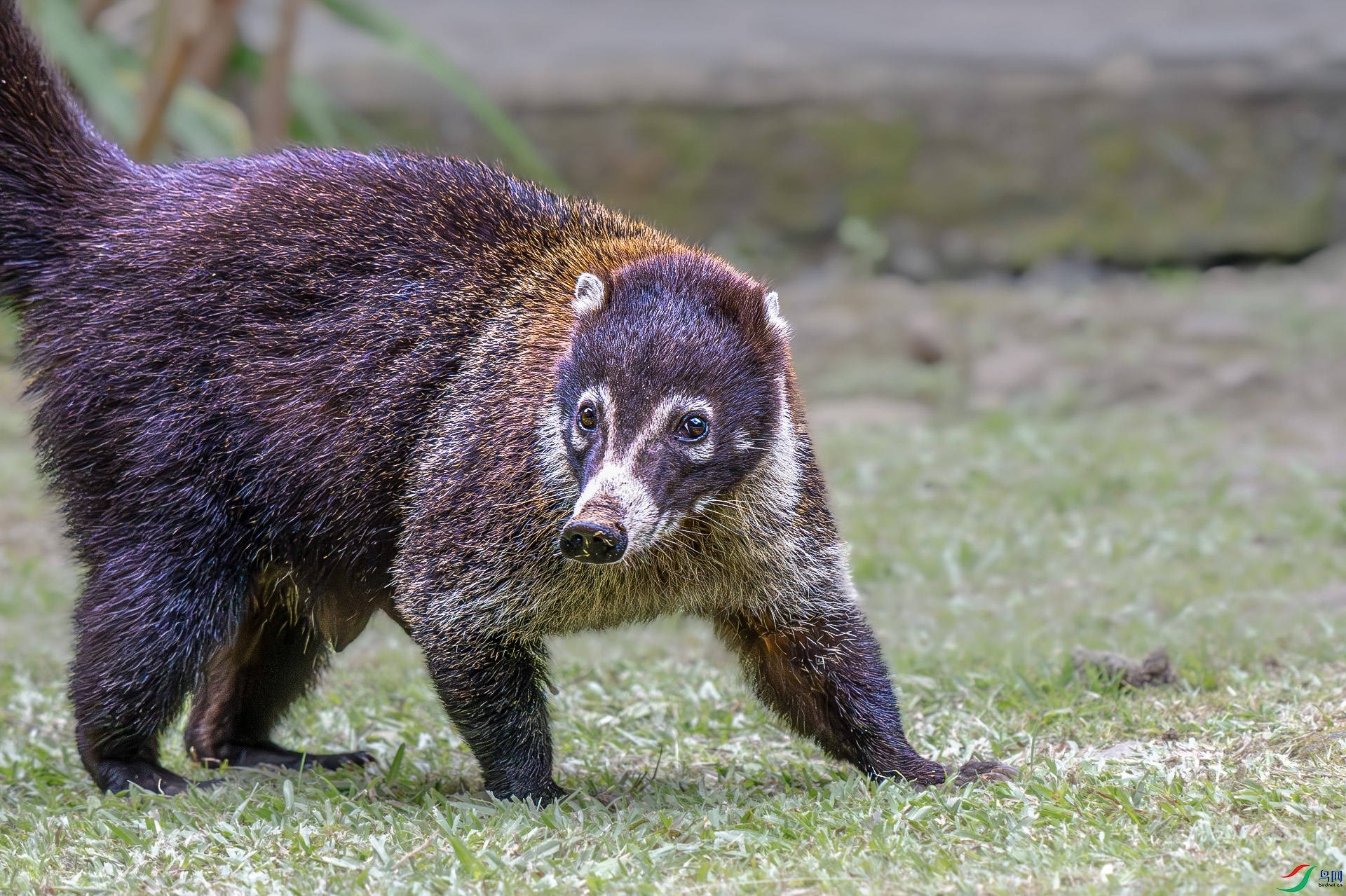 _DSC9556-����ǿ-NR_1.jpg