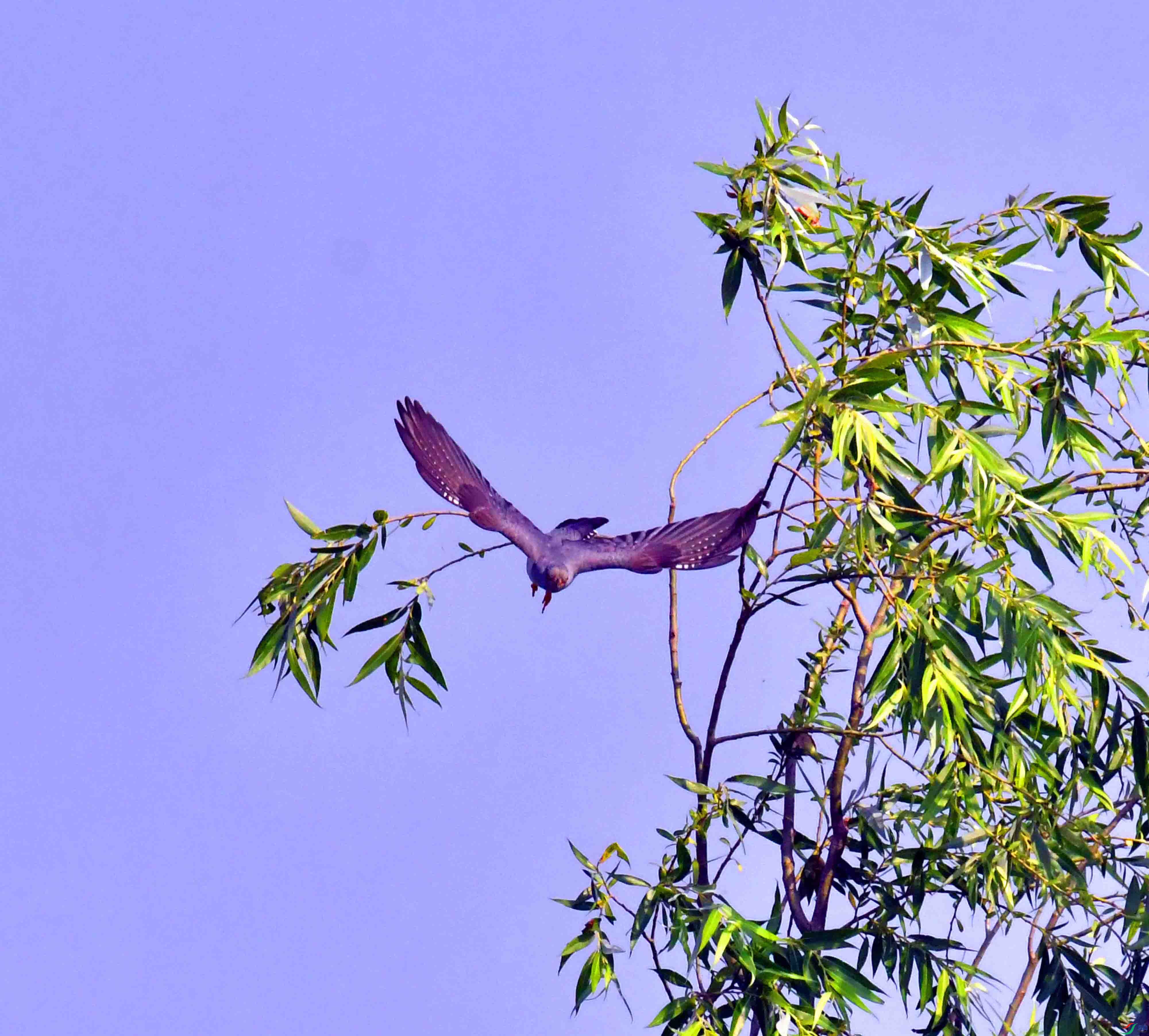 DSC_6805.JPG