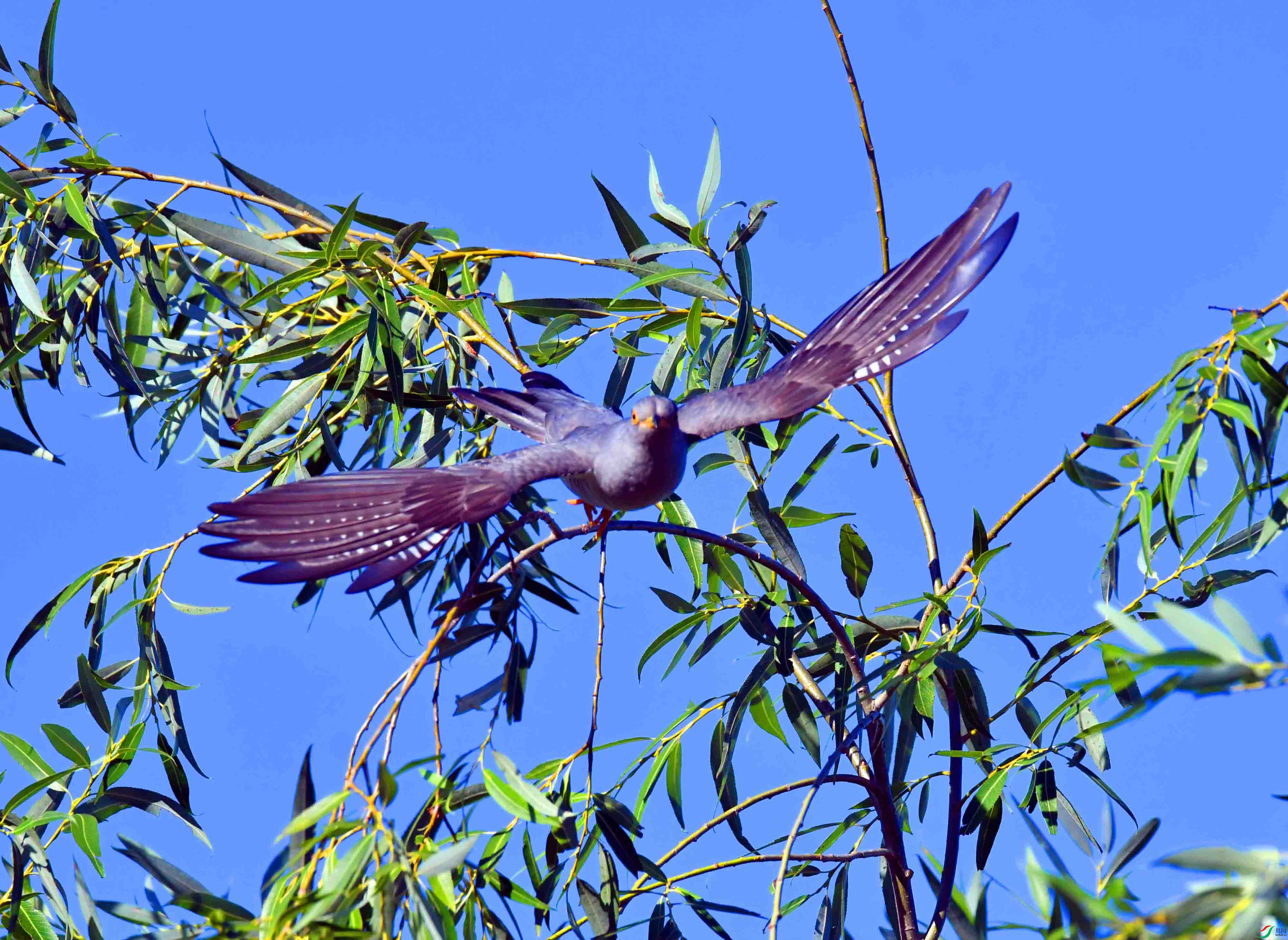 DSC_8425.JPG