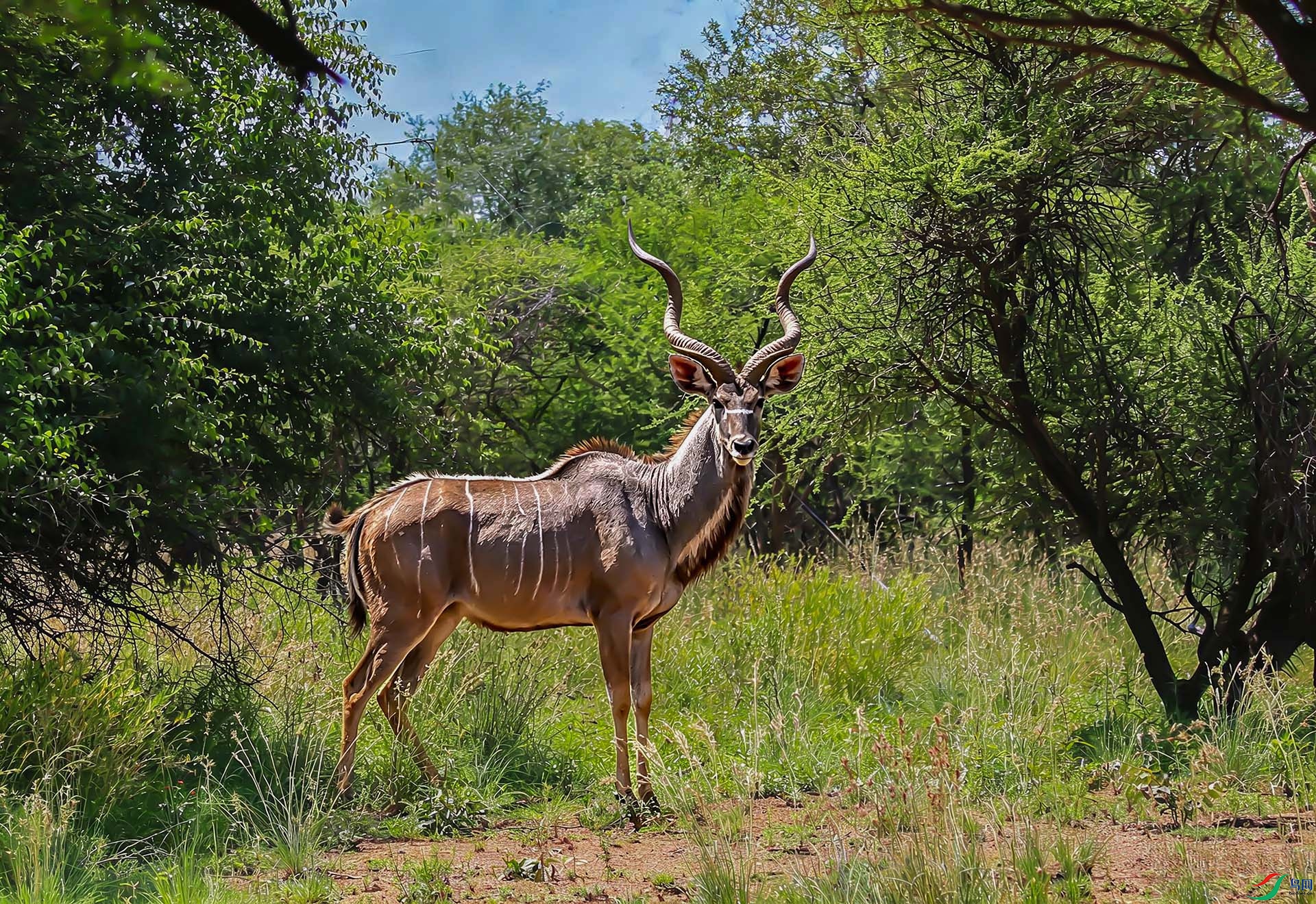�������Դ������磨Greater Kudu��.jpg