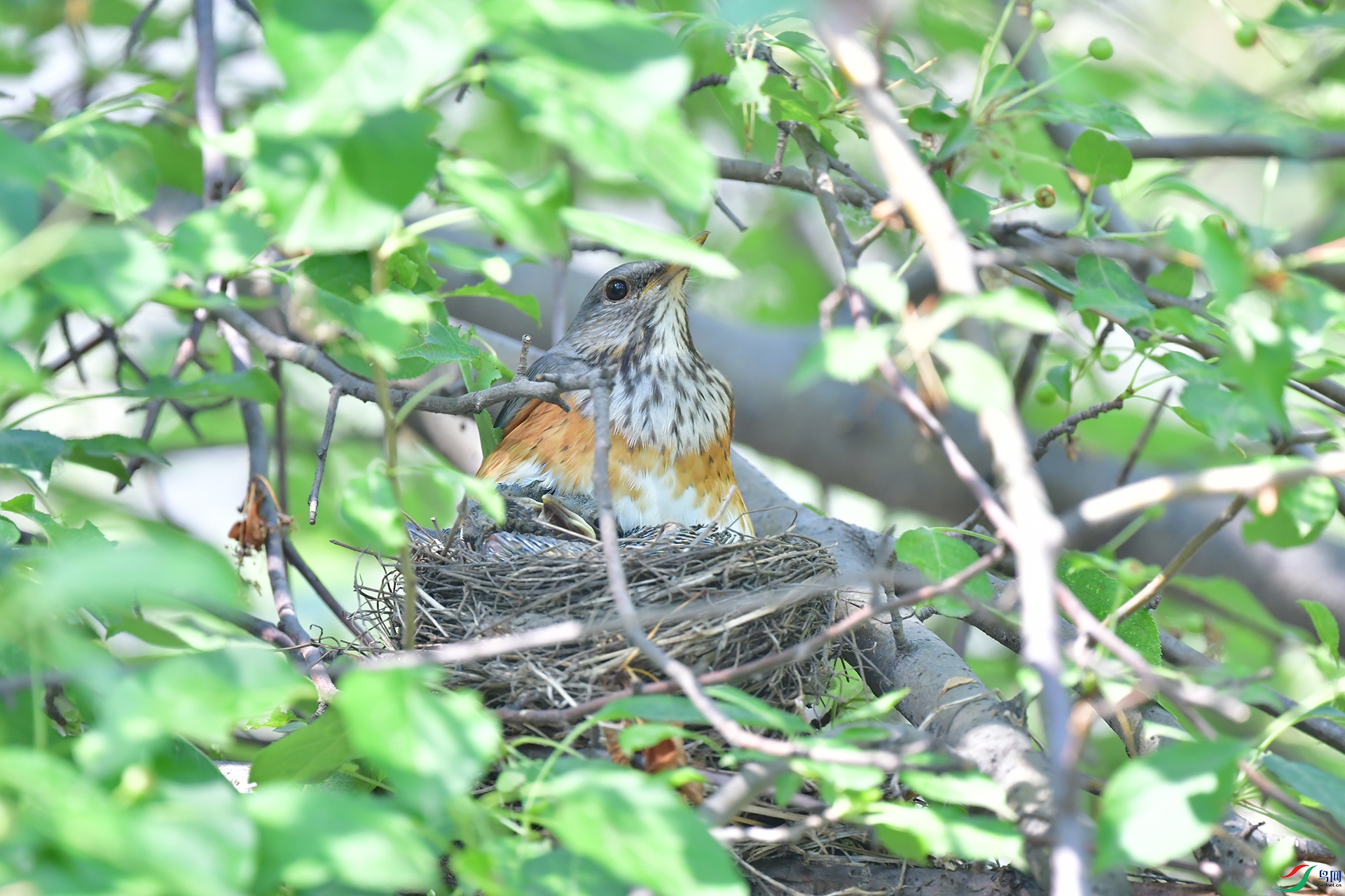 DSC_2731.jpg