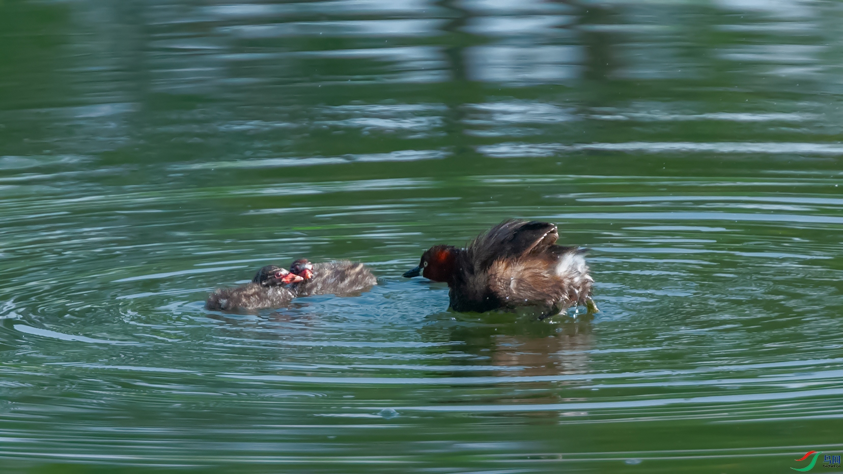 4DSC_3298_DxOa.jpg